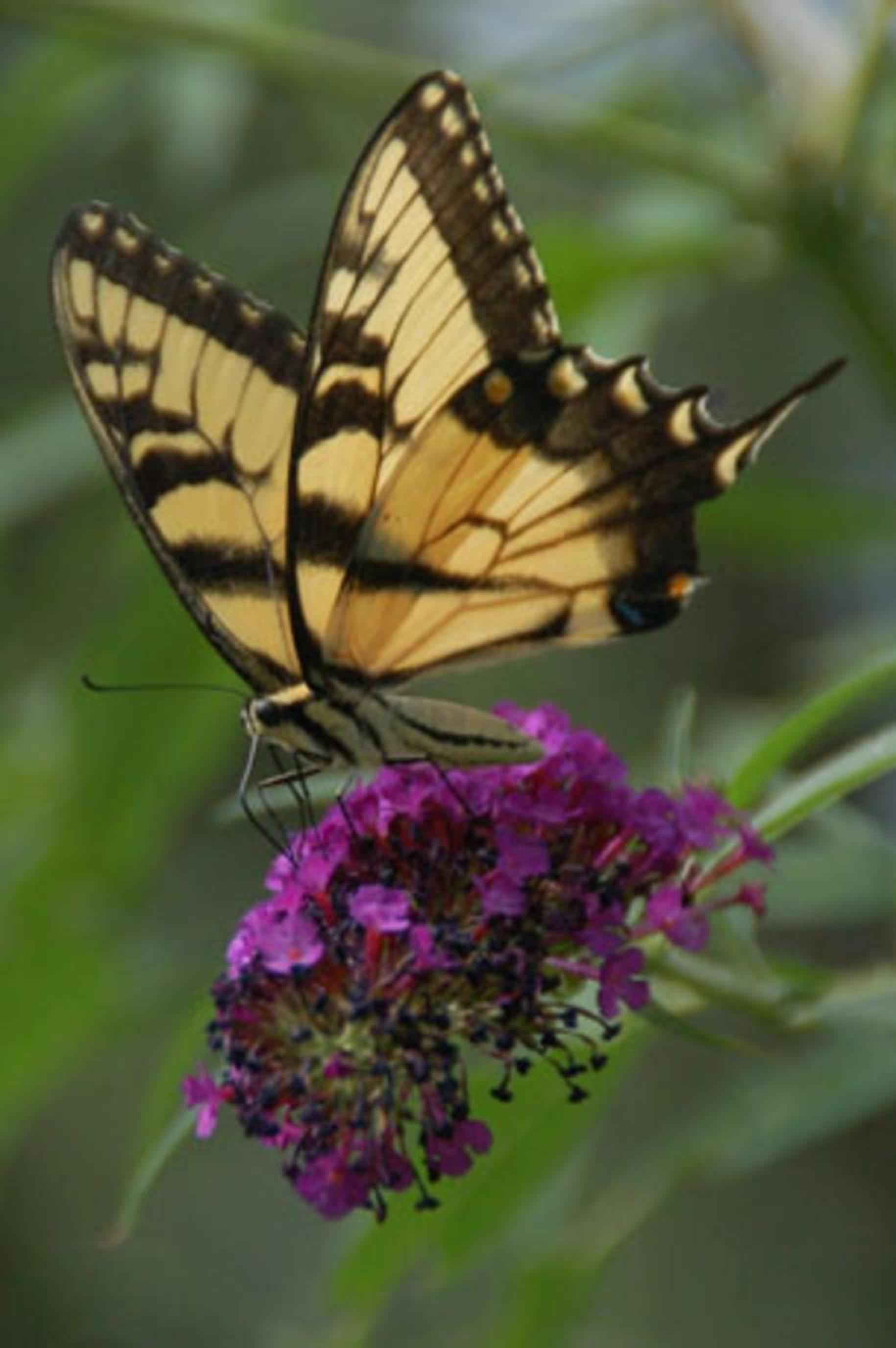 File:Butterfly perched on purple flower.jpg - Wikimedia Commons