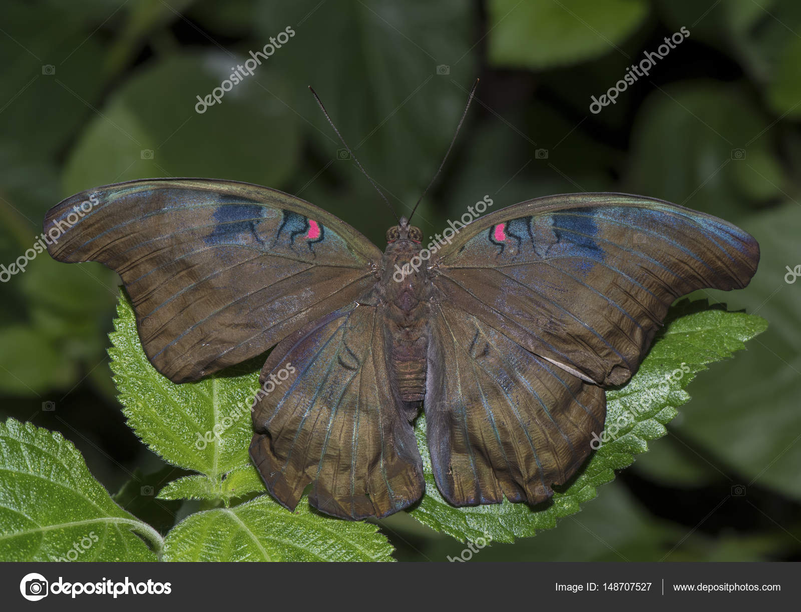 Redspot duke butterfly perched on a leaf close up — Stock Photo ...