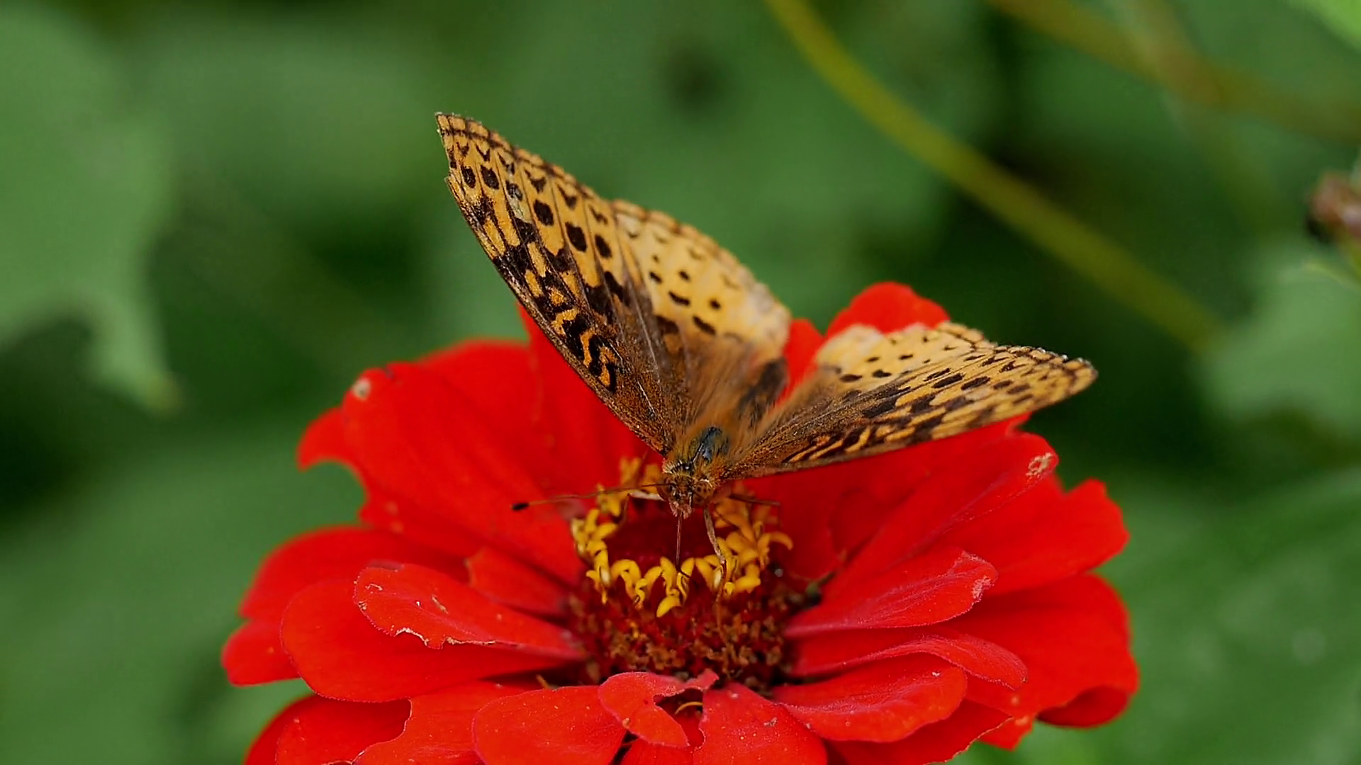 Great Spangled Fritillary butterfly perched on a zinnia flower ...
