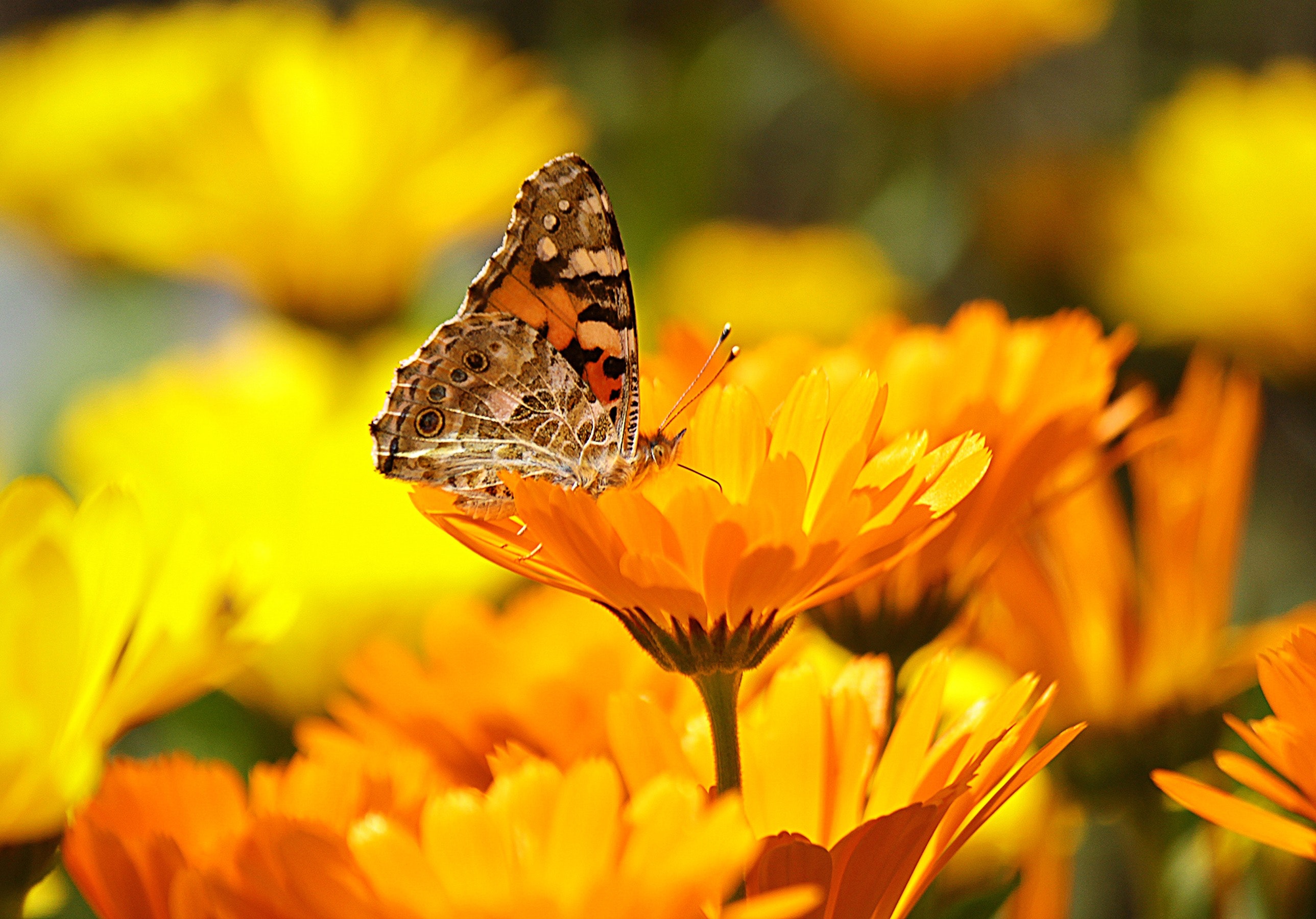 Butterfly perched on the yellow petaled flower during daytime photo