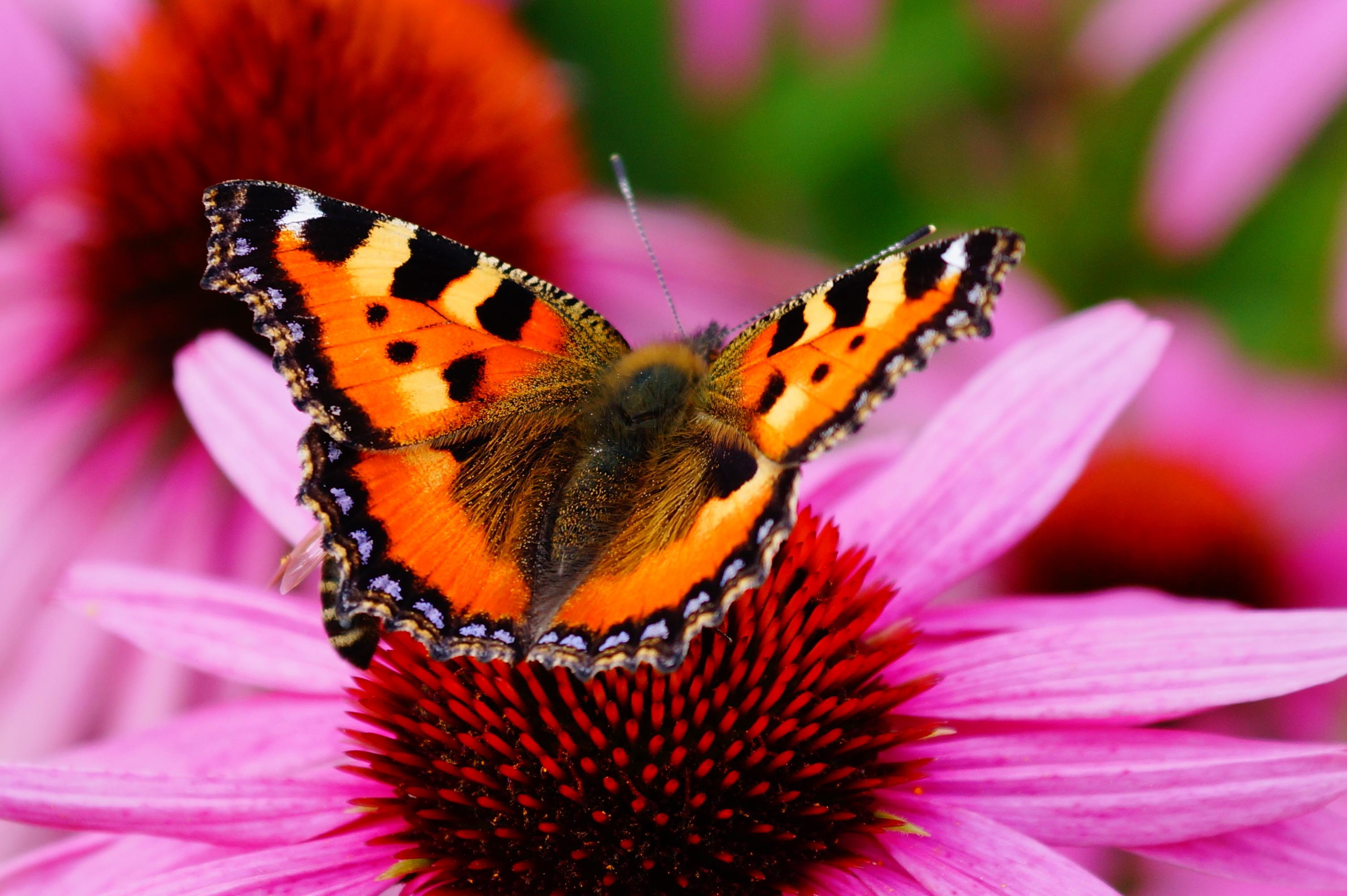 wallpaper butterfly, petals, flower HD : Widescreen : High ...