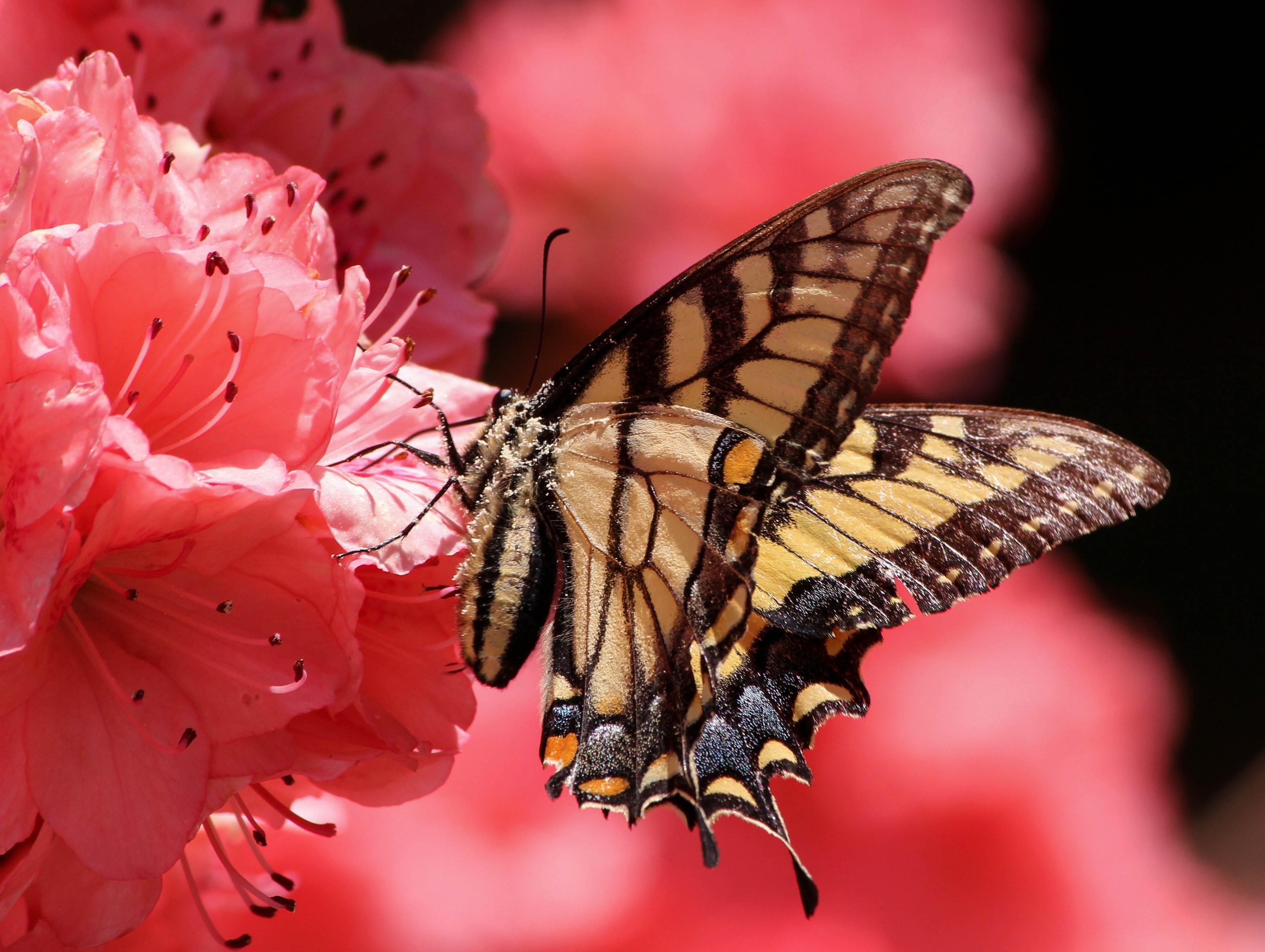 wallpaper flower, butterfly, petals, close-up HD : Widescreen : High ...