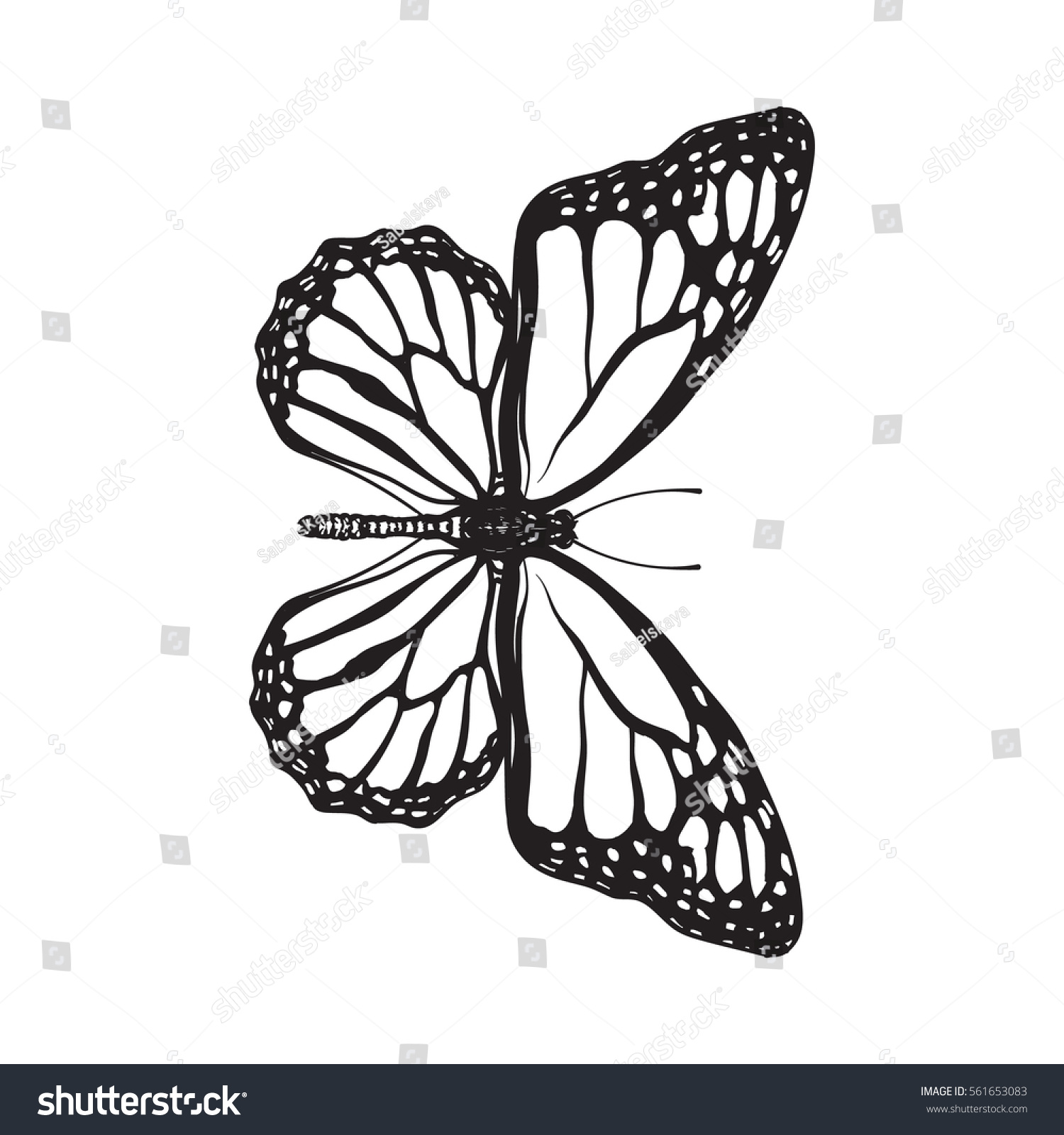 Top View Beautiful Monarch Butterfly Sketch Stock Photo (Photo ...