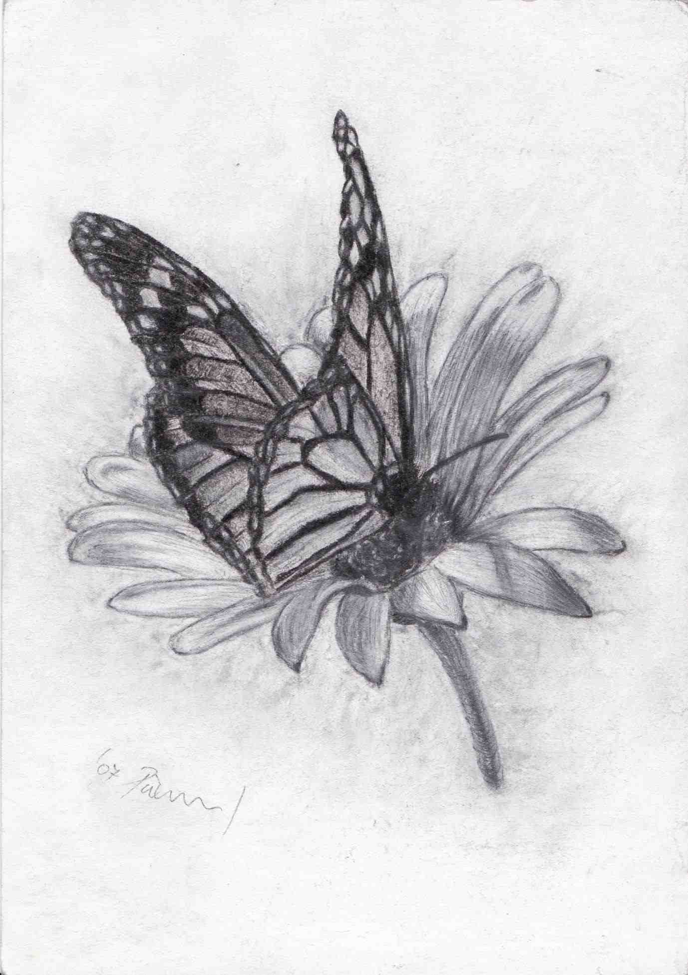 D Sketch Beautiful Butterfly Drawing Rhdavidhowaldcom D Pencil ...