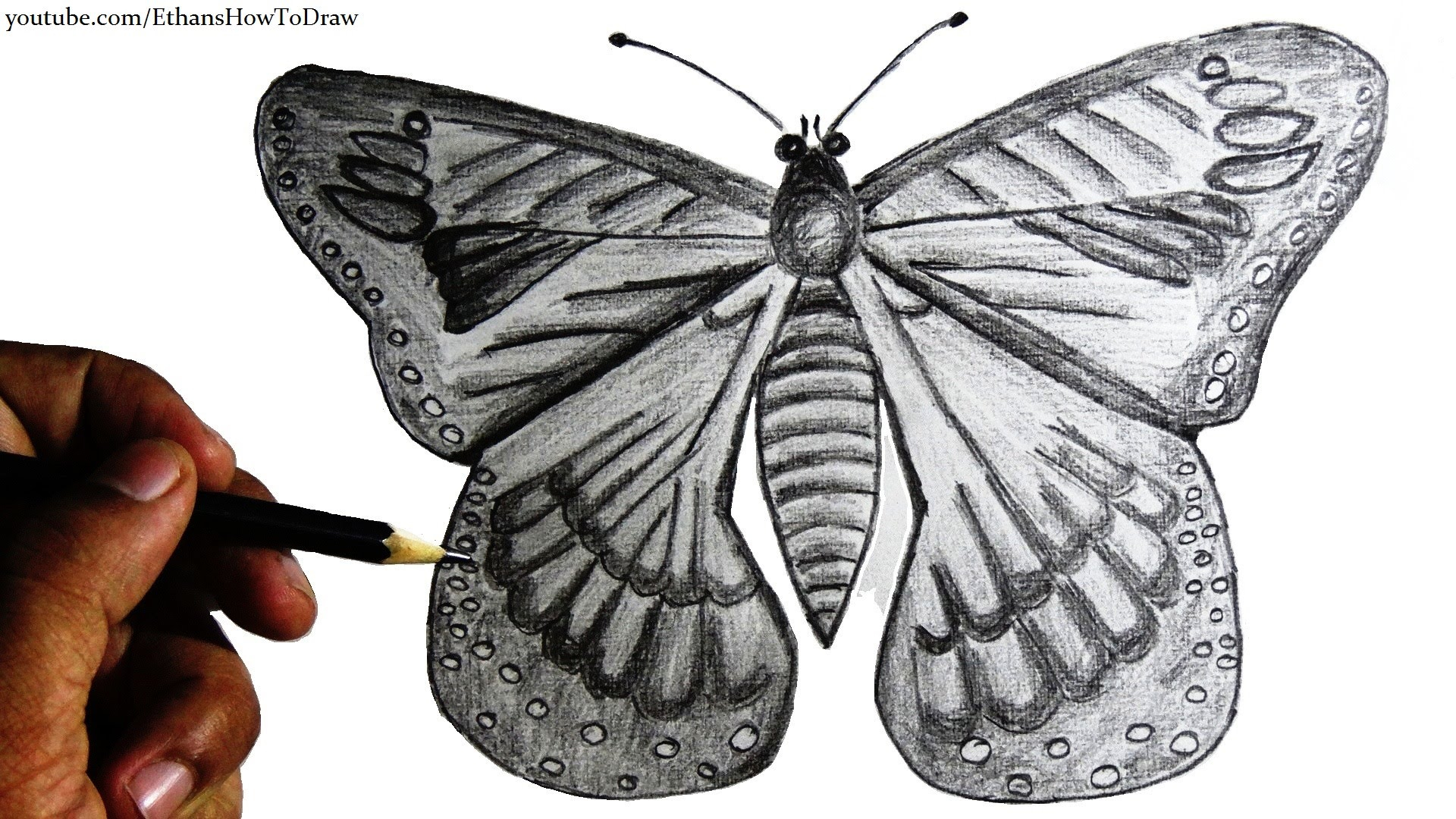 Pencil Sketch Of Butterfly How To Draw A Butterfly For Kids ...