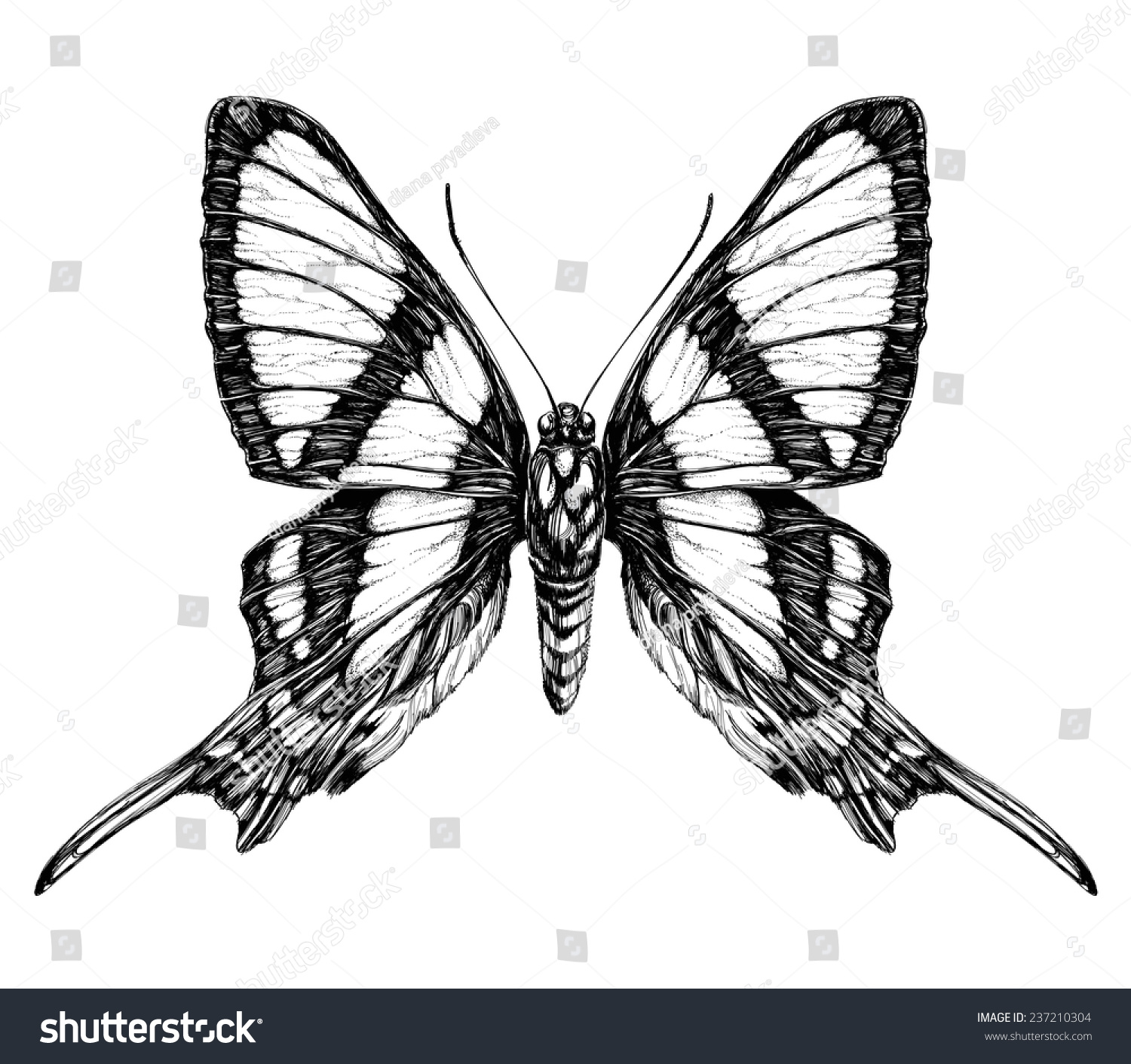 Butterfly Sketch Detailed Realistic Sketch Butterfly Stock Vector ...