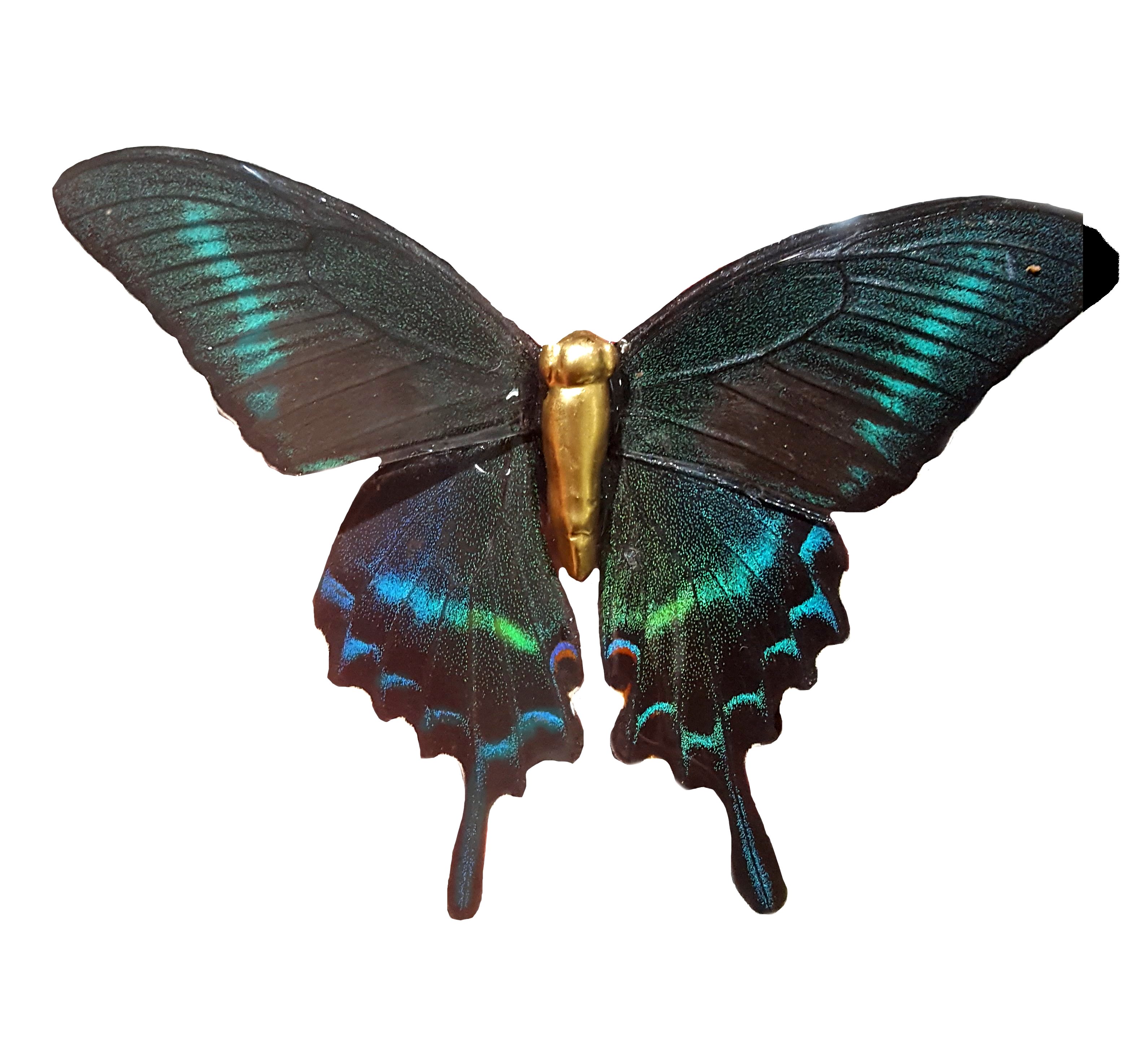 Real Butterfly Wing Jewelry, Butterfly Wing Jewelry - Black ...