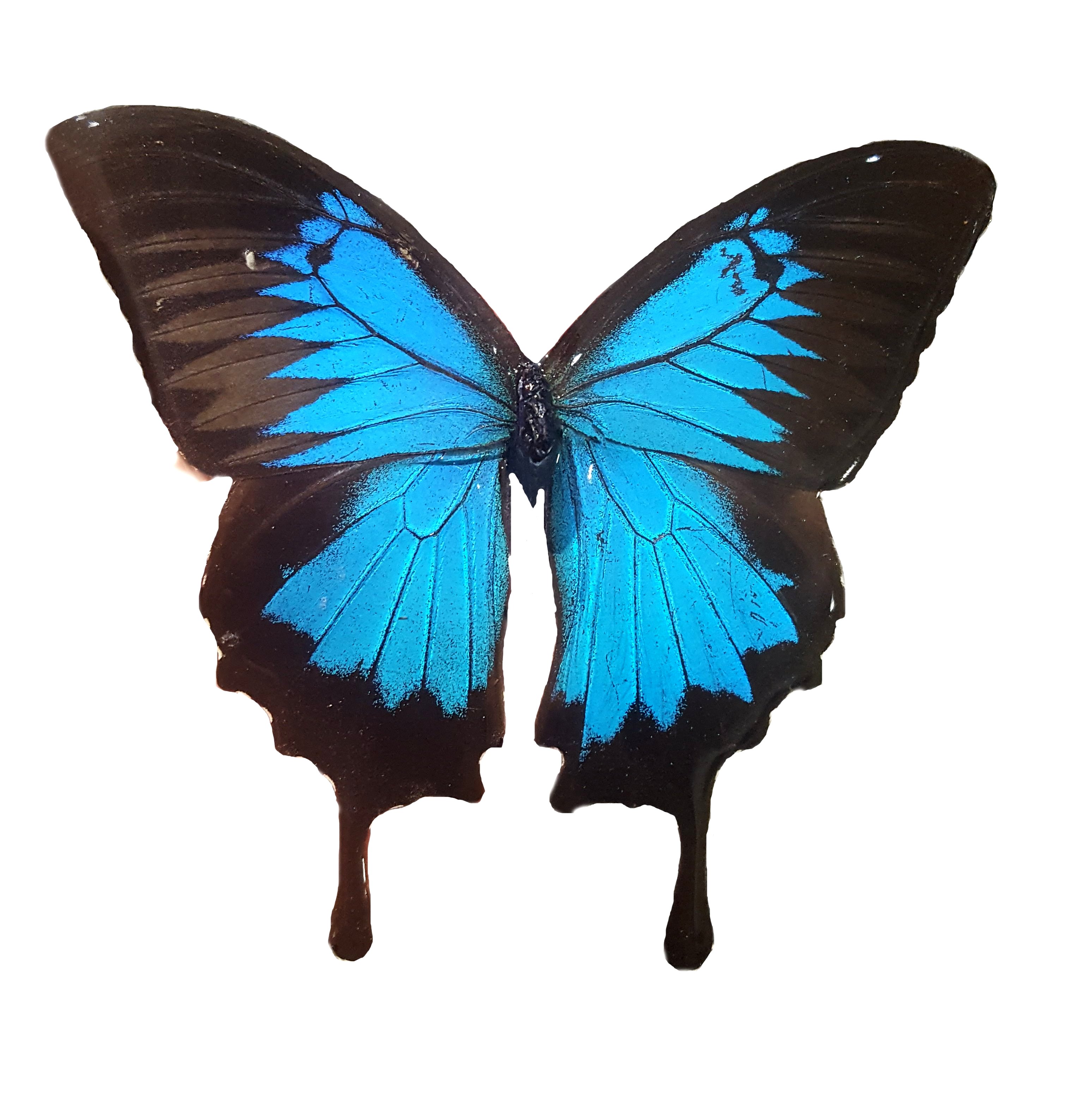 Real Butterfly Wing Jewelry, Butterfly Wing Jewelry - Blue Mountain ...