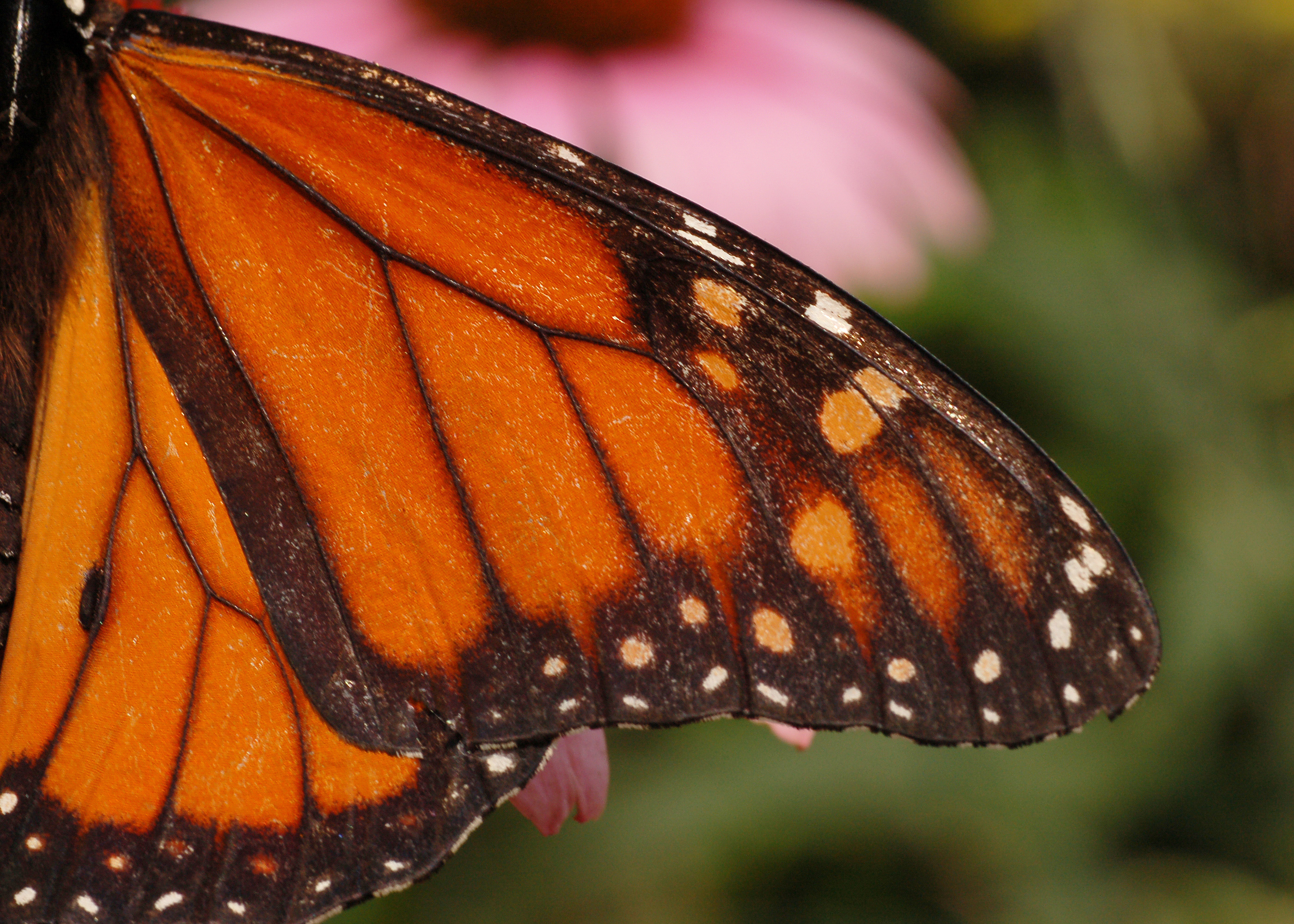 File:Monarch Butterfly Danaus plexippus Male Wing 2800px.jpg ...