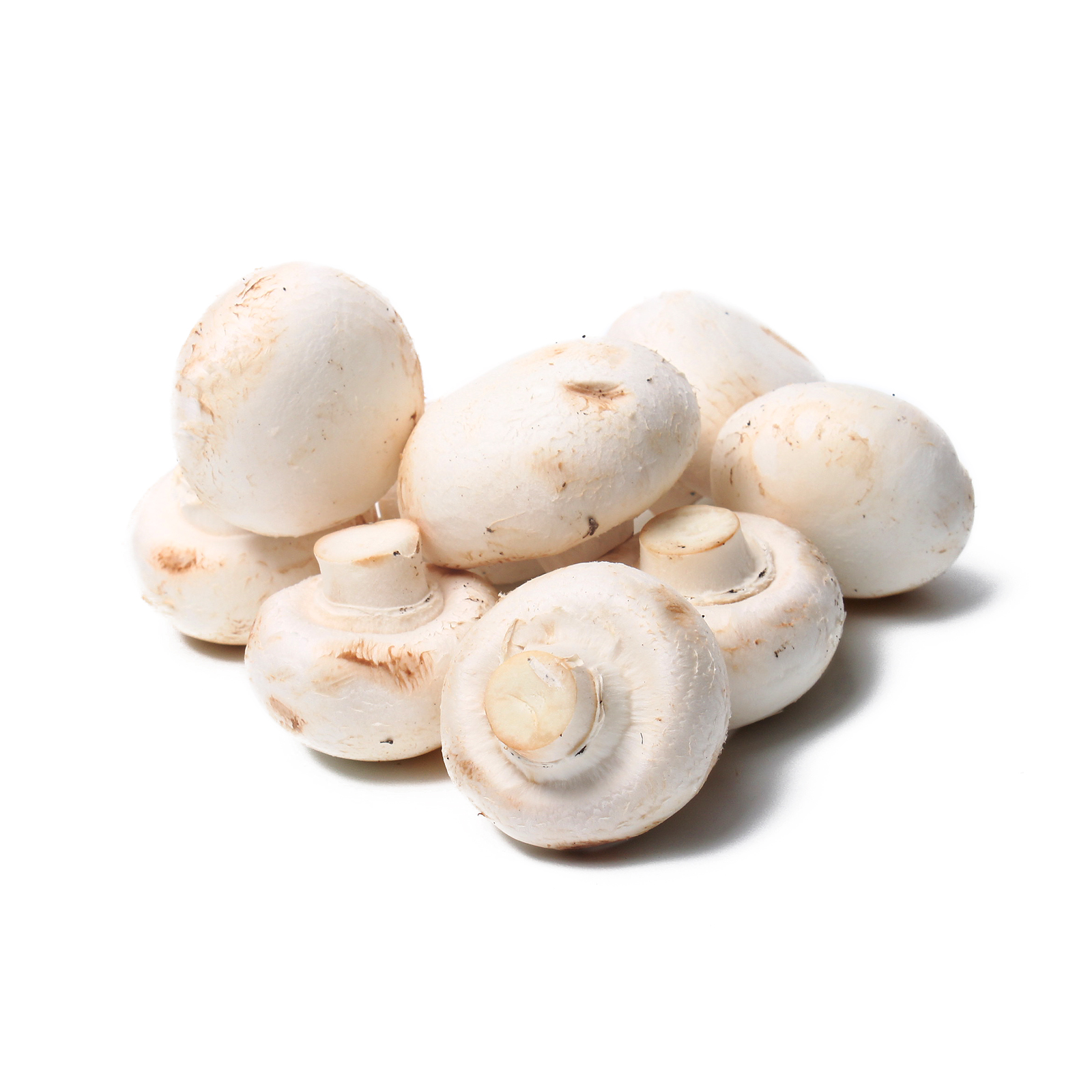 White mushroom photo