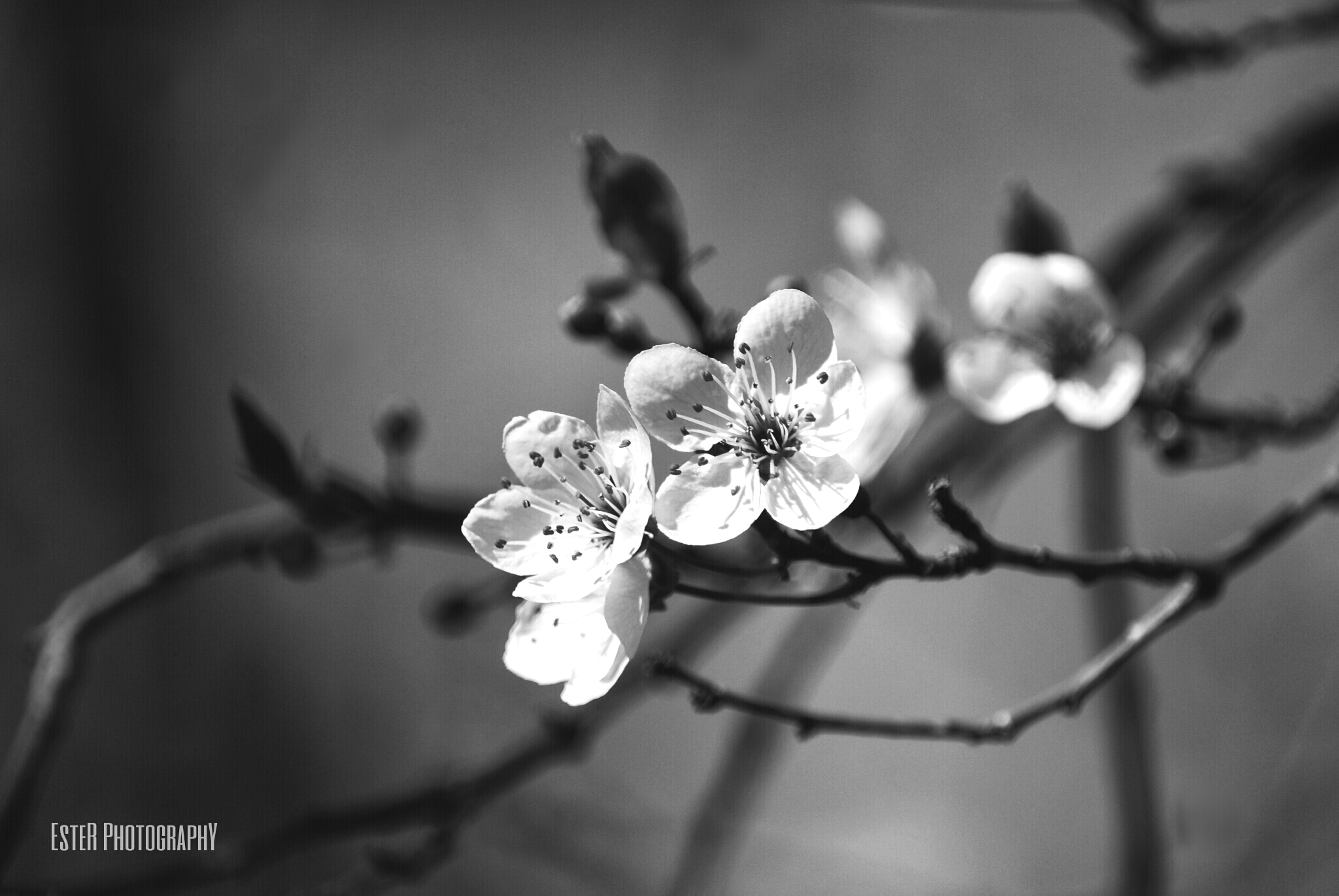 User EsteR PhotographY Takes Amazing B&W Flower Shots - Create + ...
