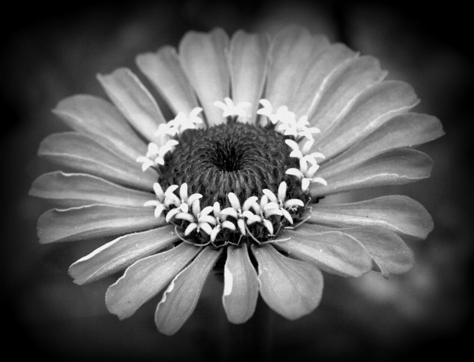 B&W Flower | Flower photography | Pinterest | Flower photography and ...