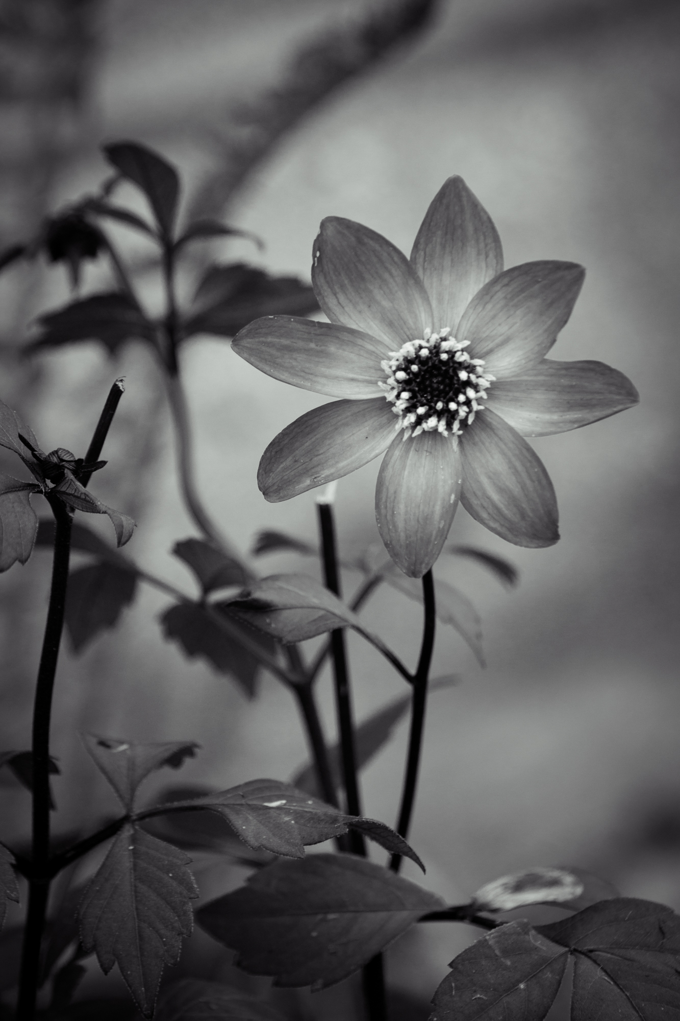 Star Power – B&W Flower photography by Bill Pevlor of www ...