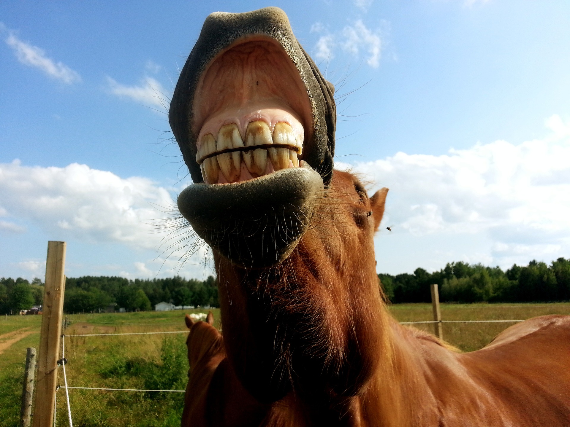 Por qué hay que mirar los dientes a los caballos. Salud equina