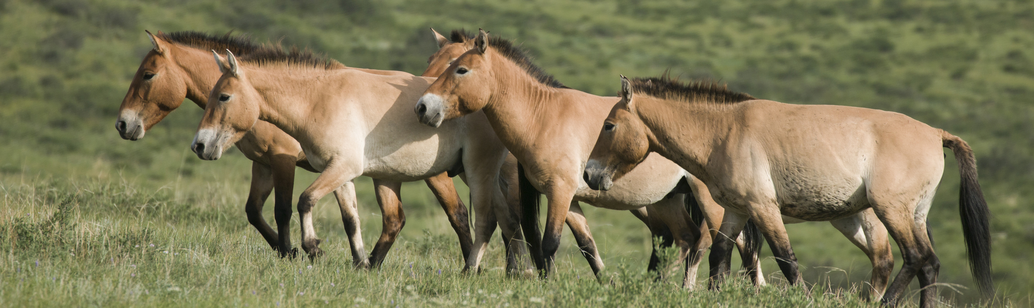 Mongolia: tierra de caballos - Rafael Navajas-Pérez, PhD