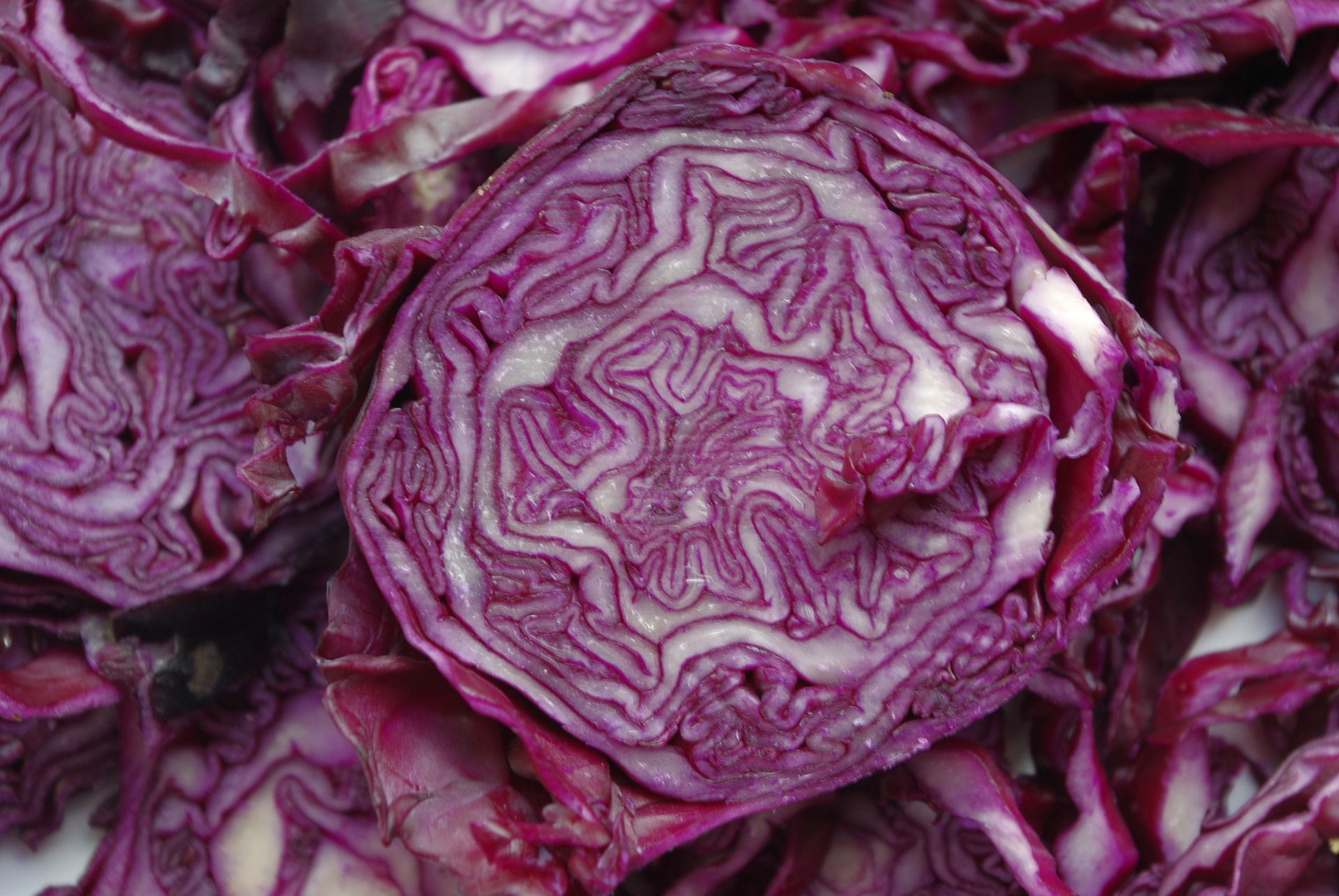 Cabbage photo