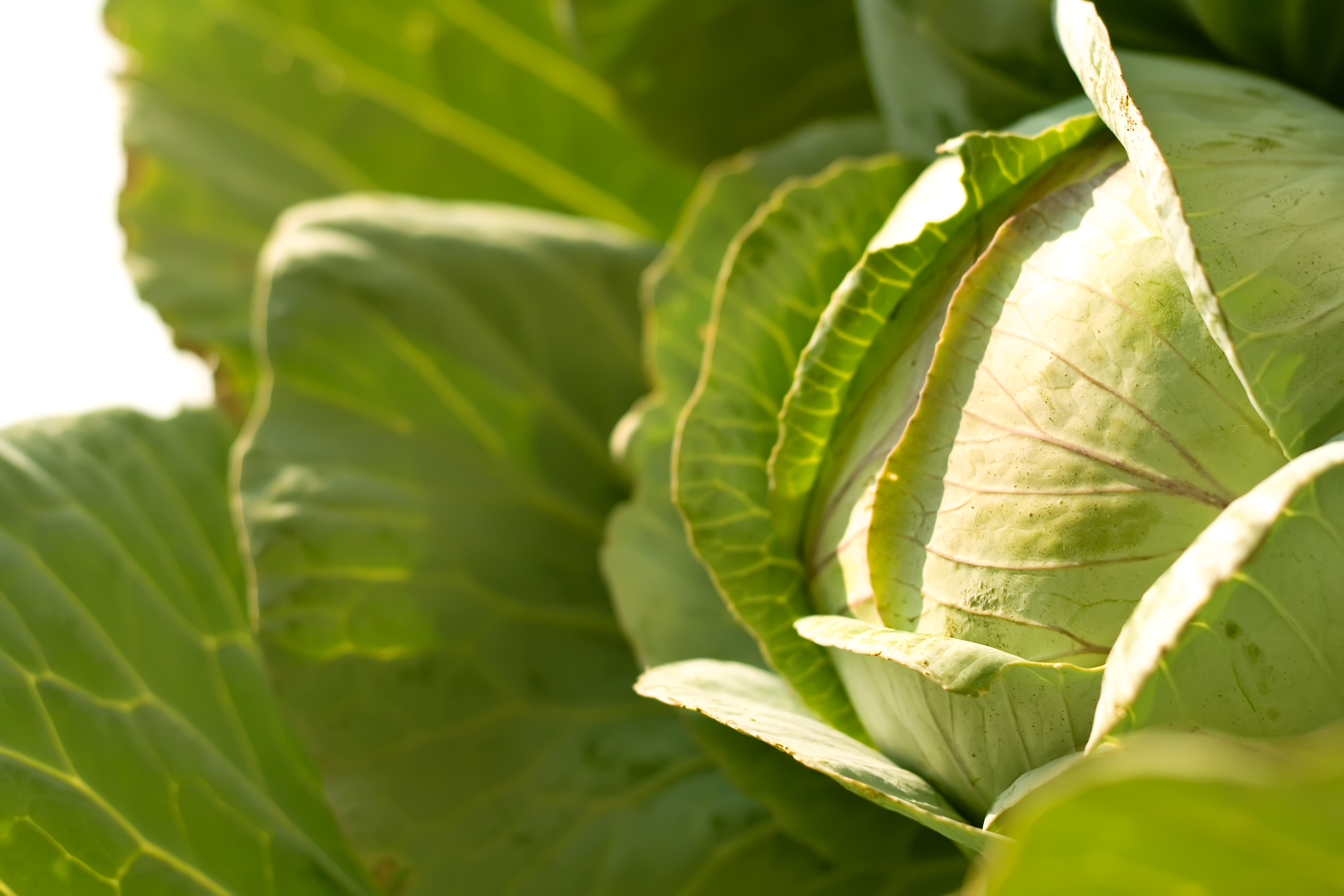 cabbage, Vegetarian, Leaf, Vegetable, Salad, HQ Photo