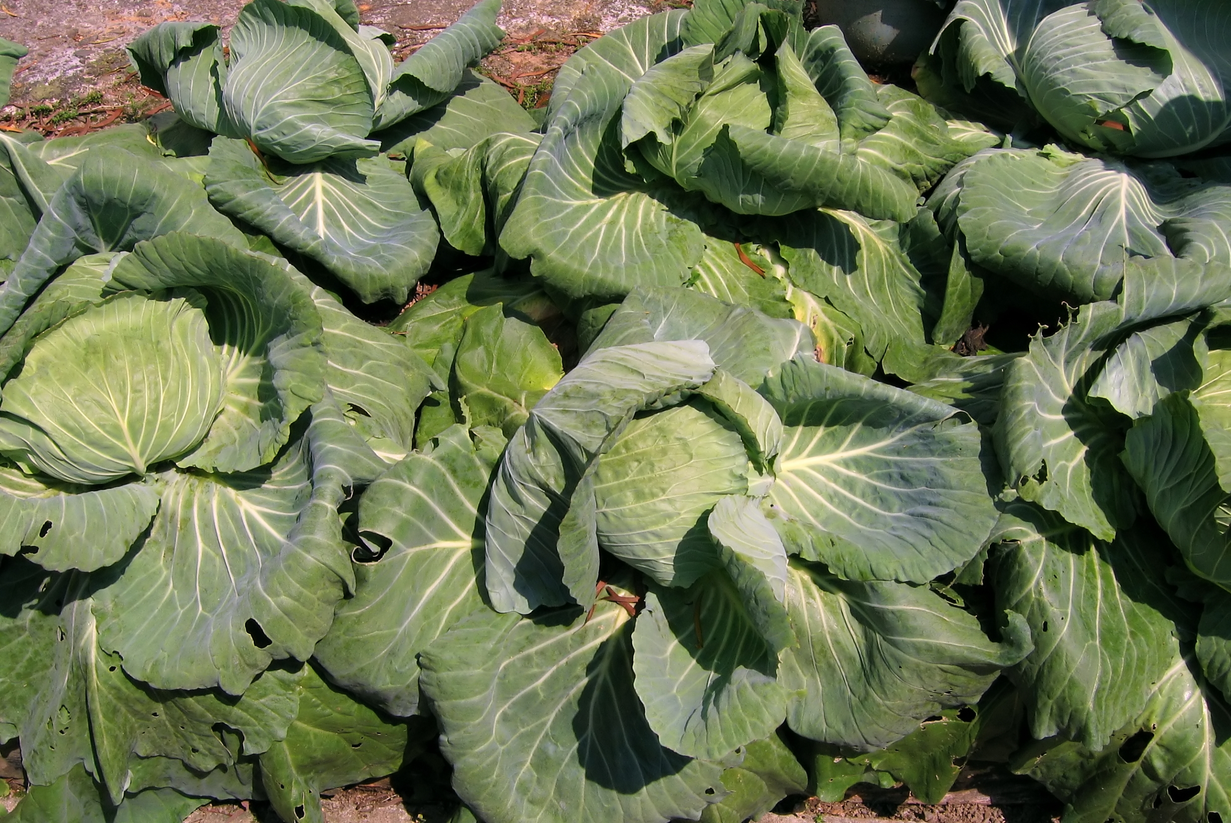 Cabbage Patch, Agriculture, Healthy, Sunshine, Sun, HQ Photo