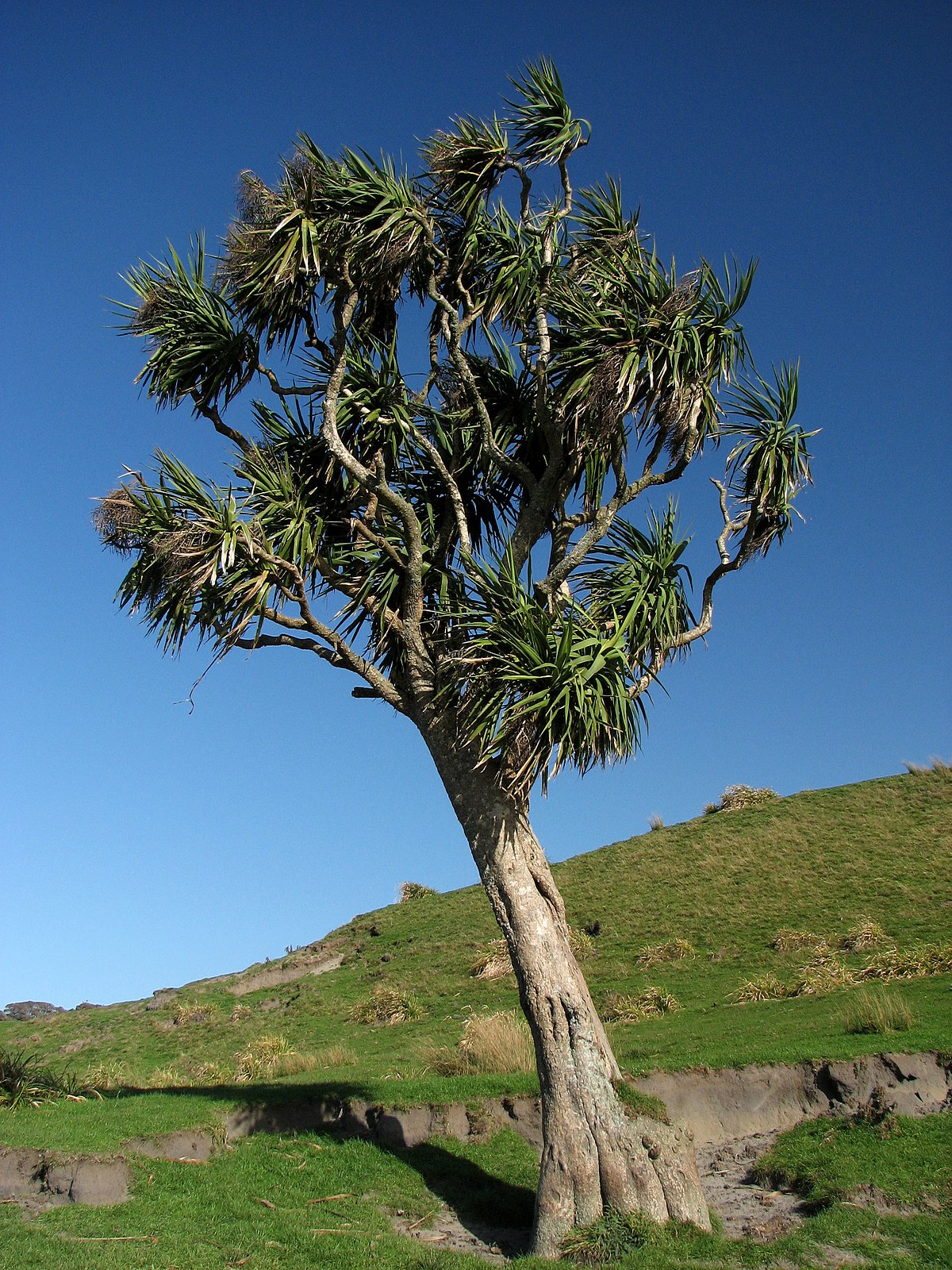 Cordyline australis - Wikipedia