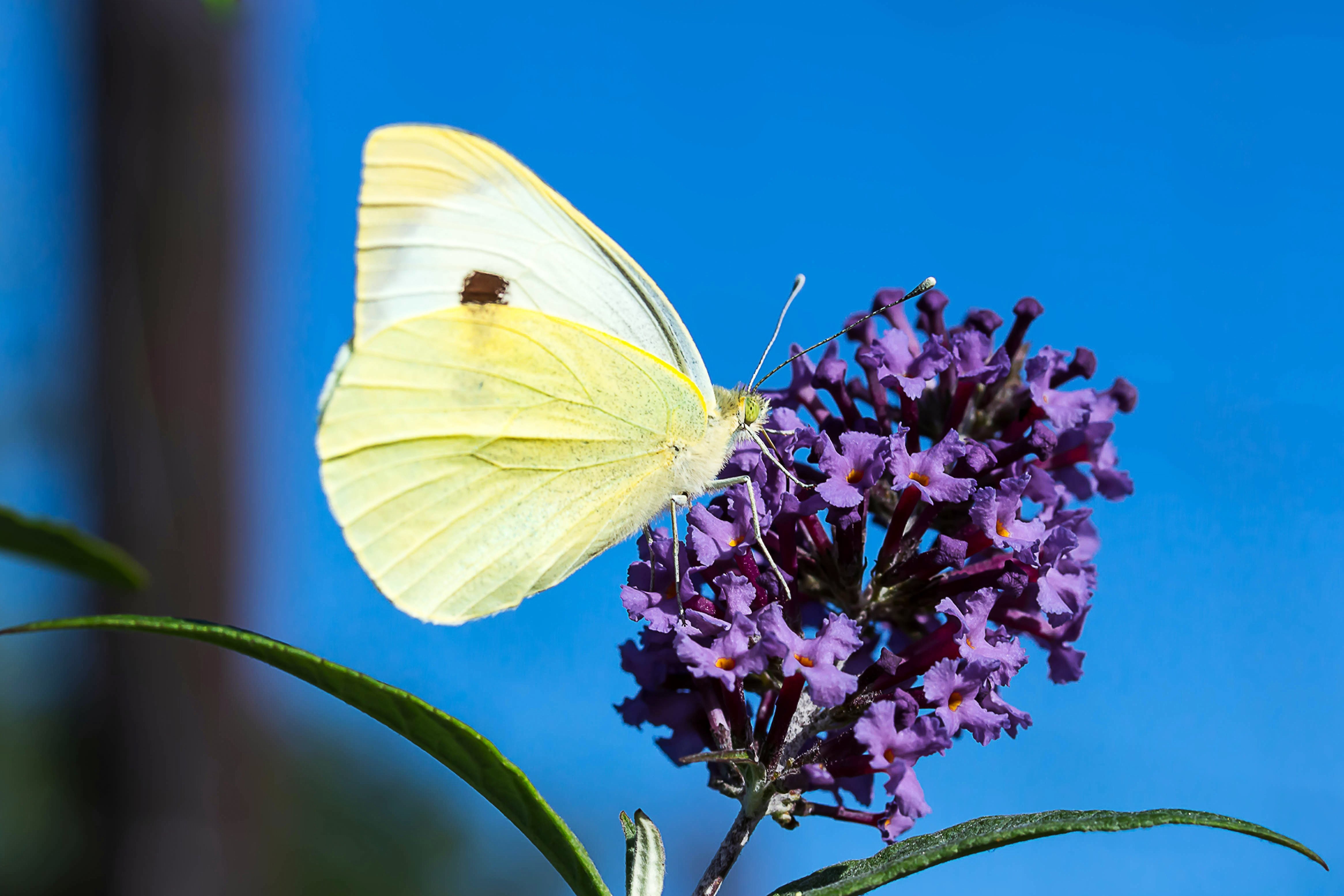Cabbage white ling in the garden photo