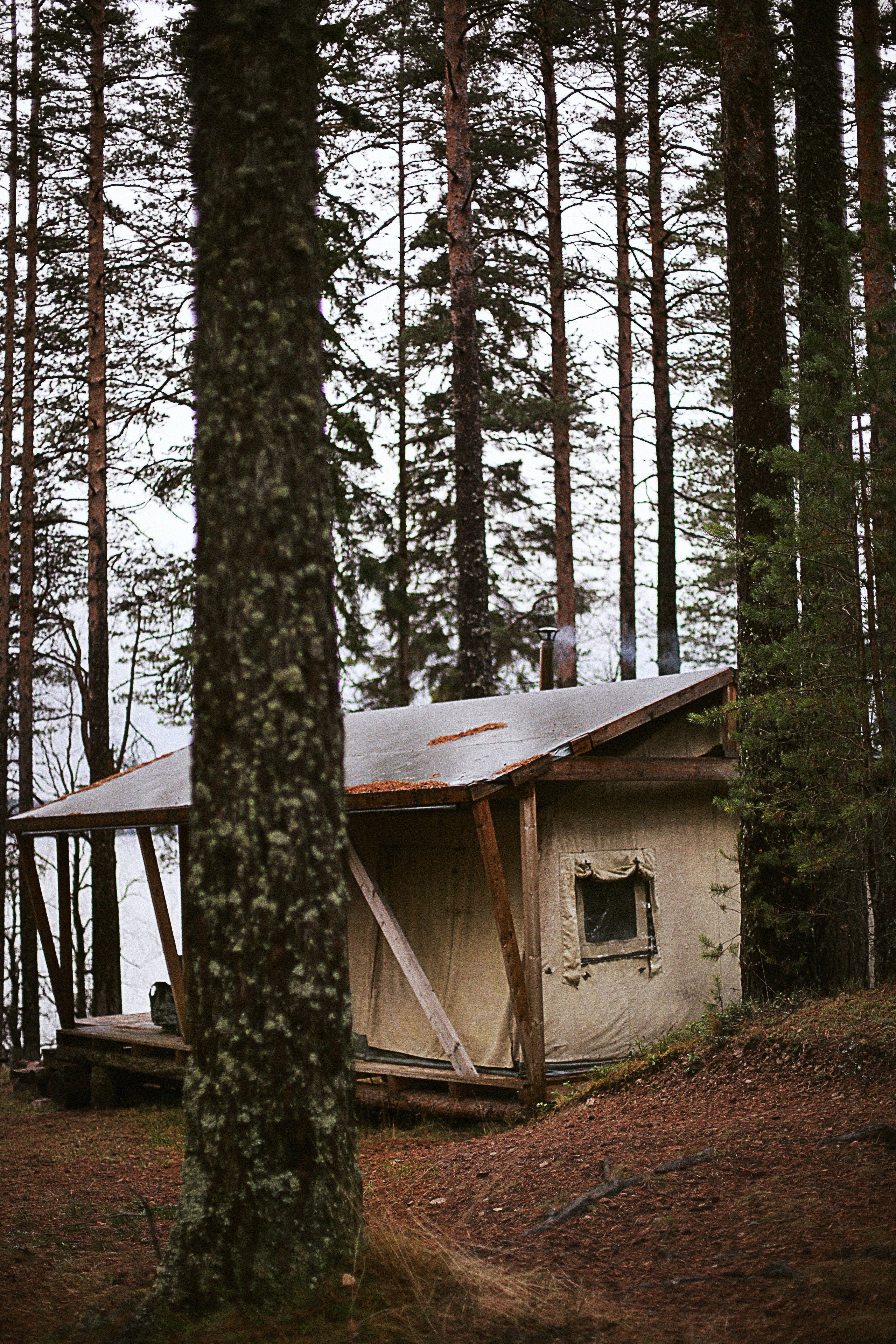 Cabin in the woods photo