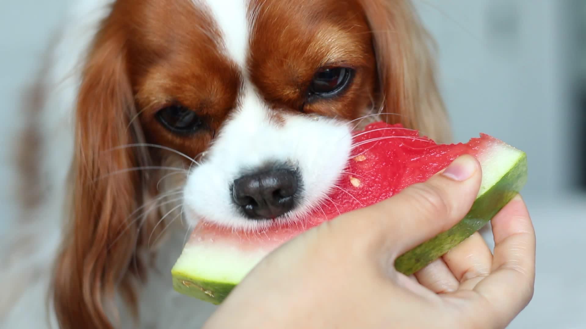 Cachorro Pode Comer Melancia? Veja o Que os Especialistas Dizem!