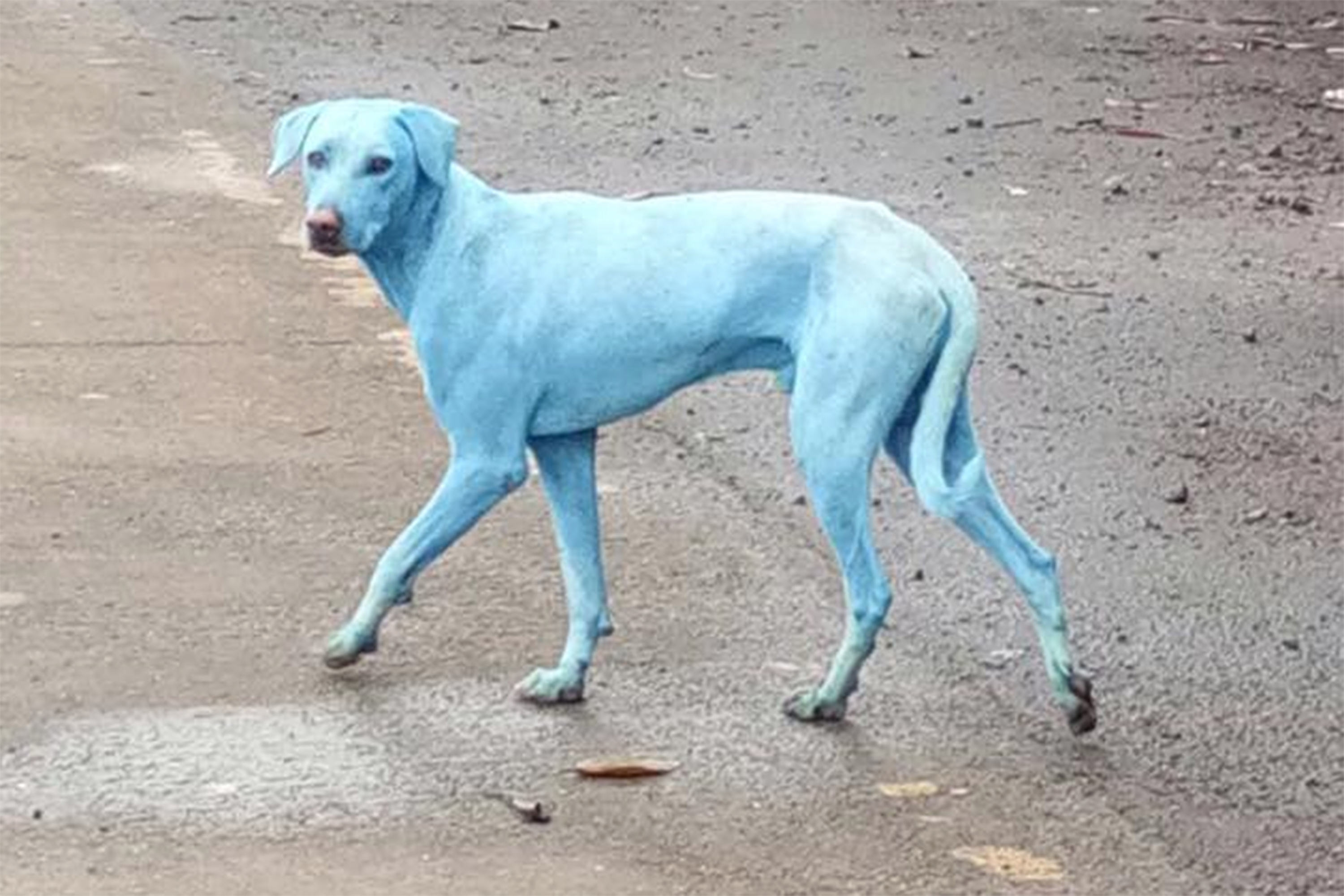 Poluição na Índia está deixando cachorros azuis | VEJA.com
