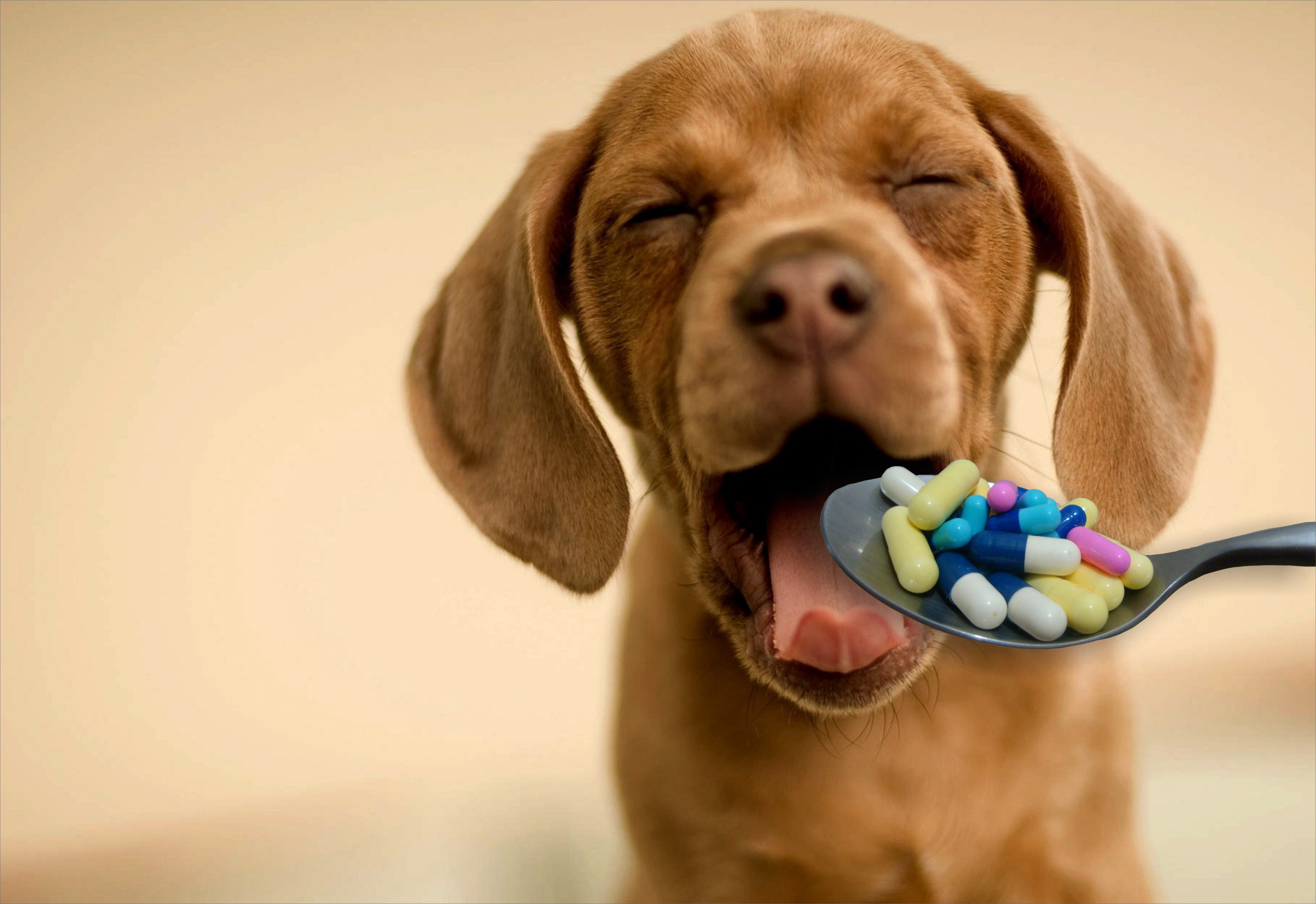 Como dar medicamento via oral para o meu cachorro? | Blog Pet Care