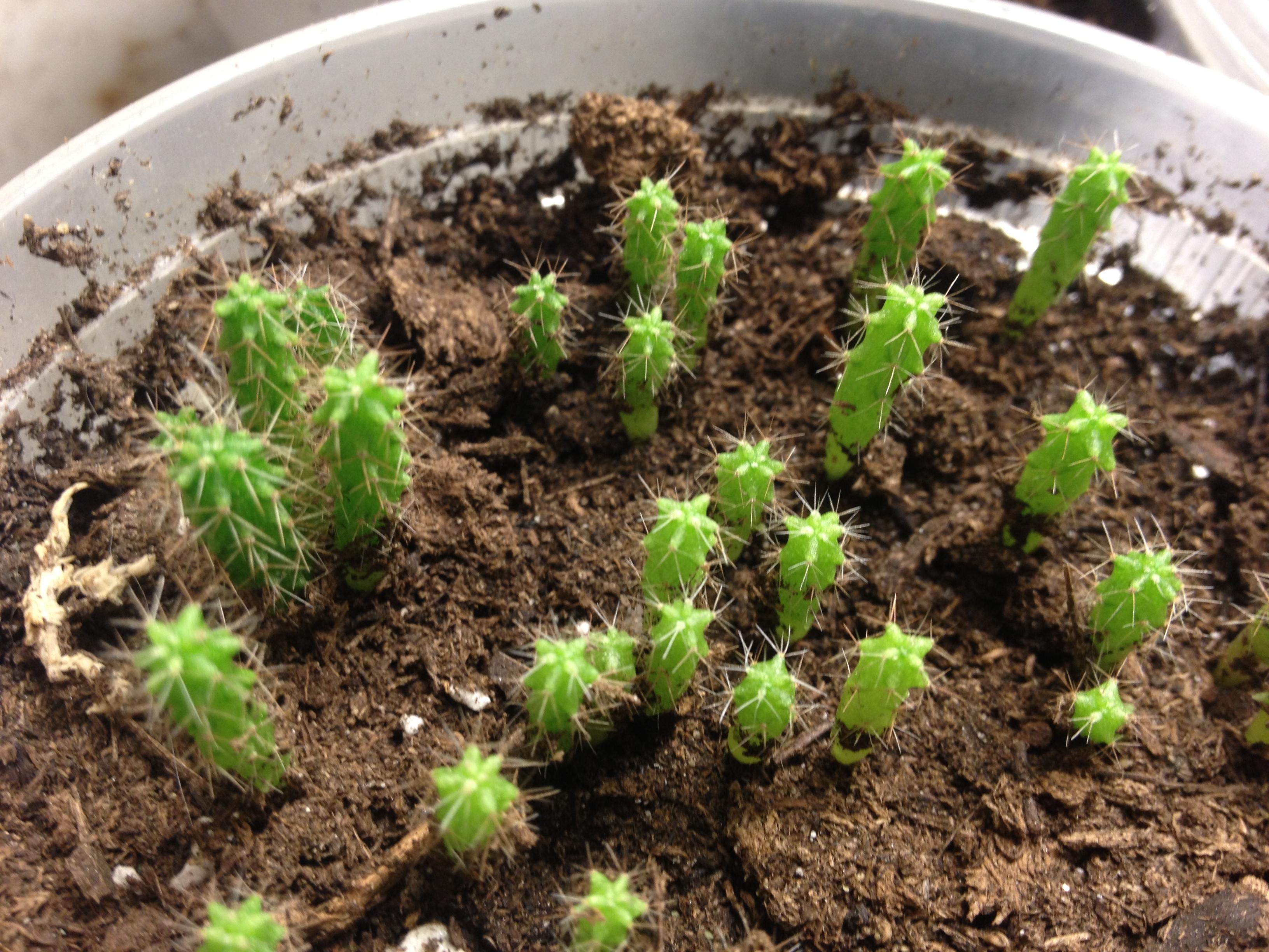 Trichocereus Huancoensis x BBG Hybrid Cactus Seeds | World Seed Supply