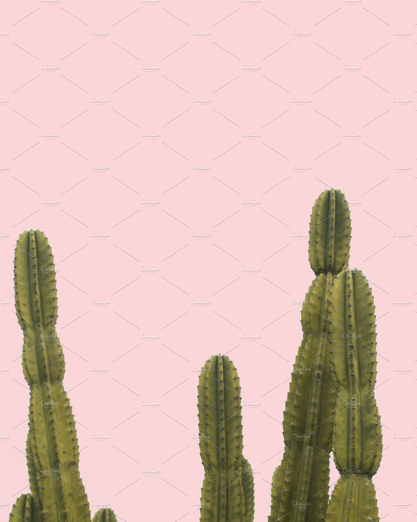 Cactus on Pink Background ~ Nature Photos ~ Creative Market