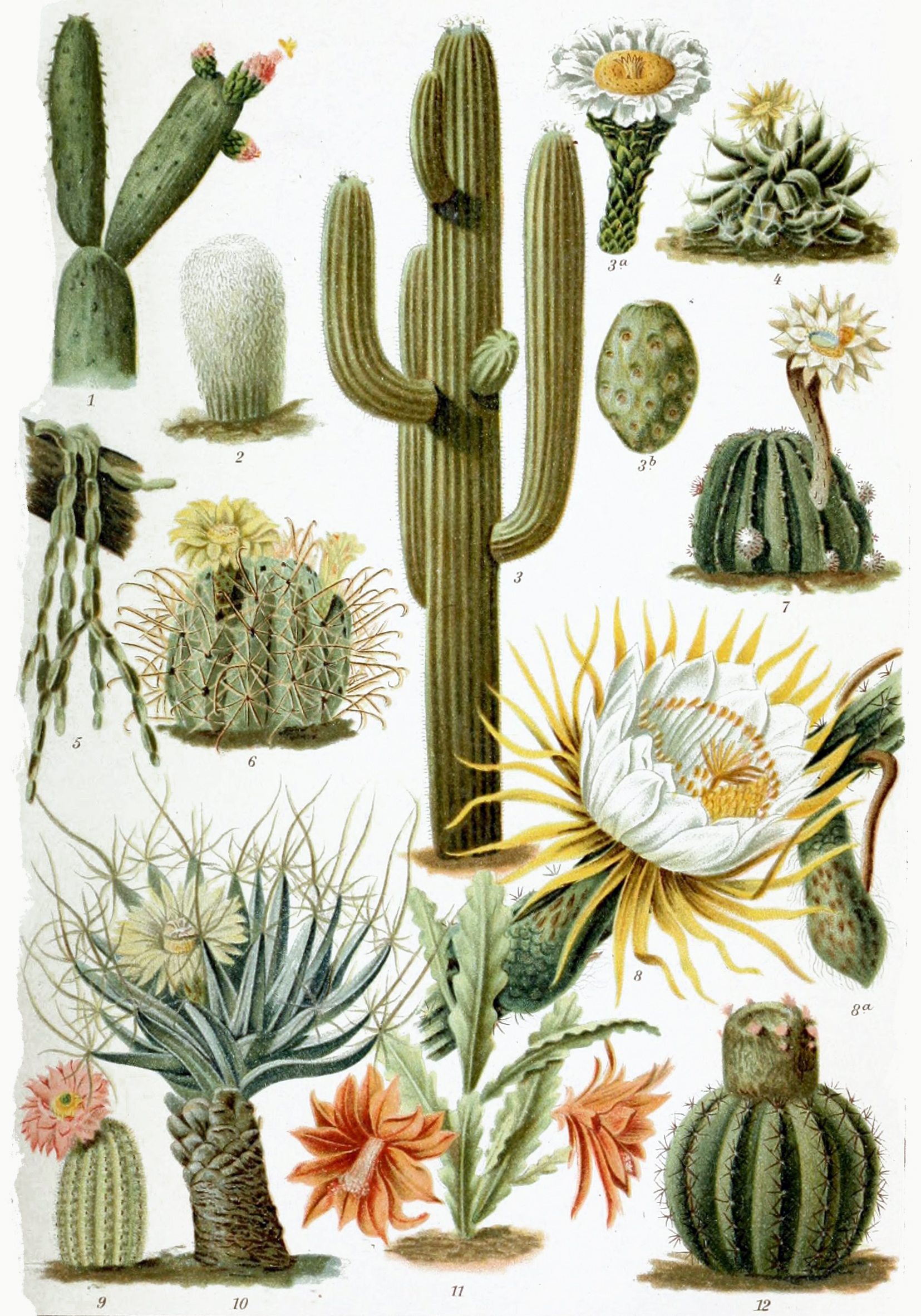 Cactus | Horticulture and Soil Science Wiki | FANDOM powered by Wikia