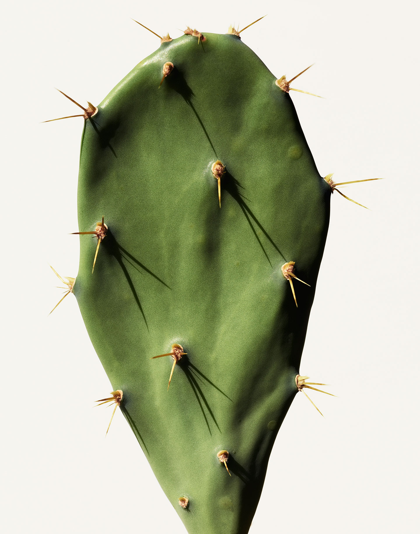Cactus — Anders Kylberg — Photographer