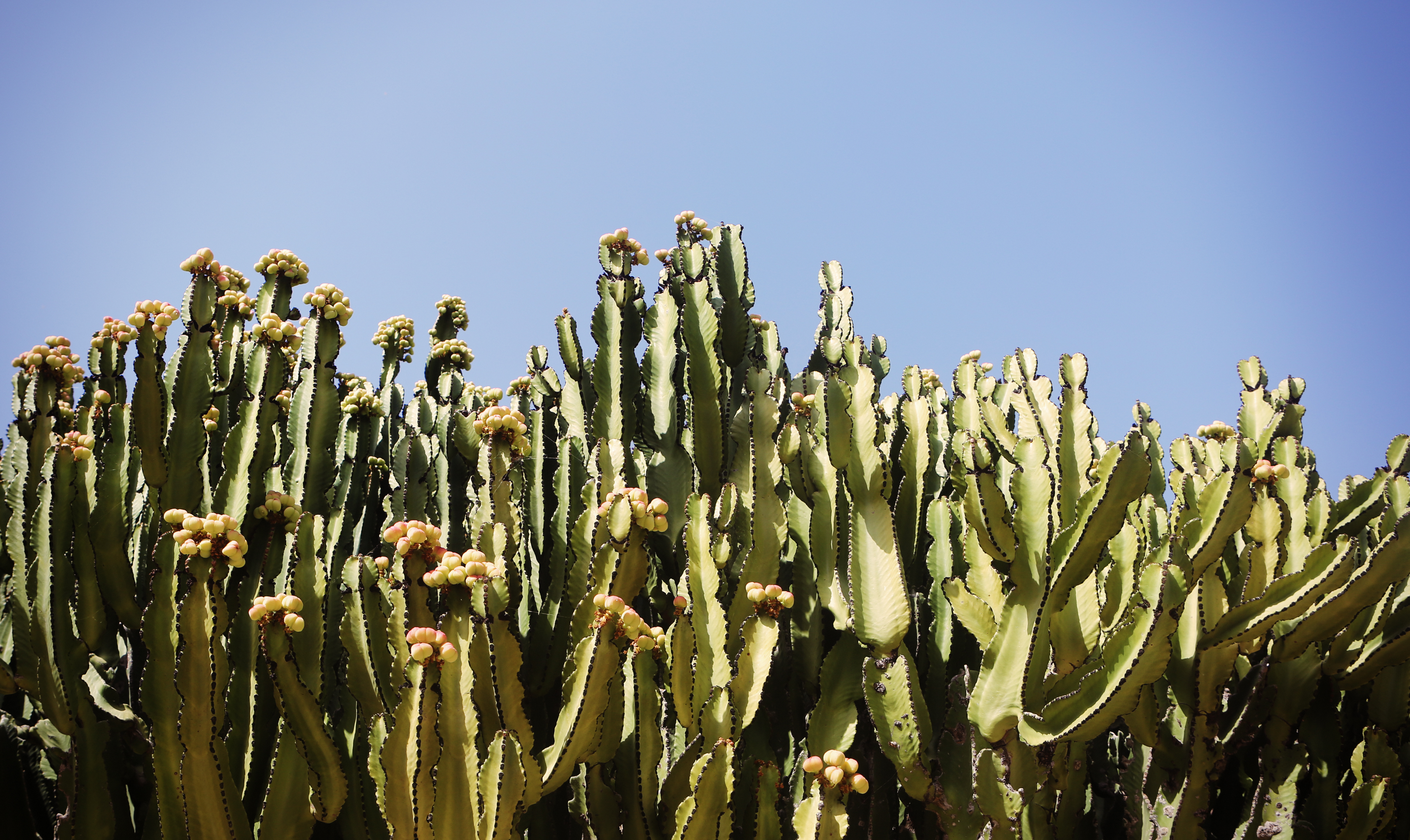 Cactus - Free Stock Photos | Life of Pix