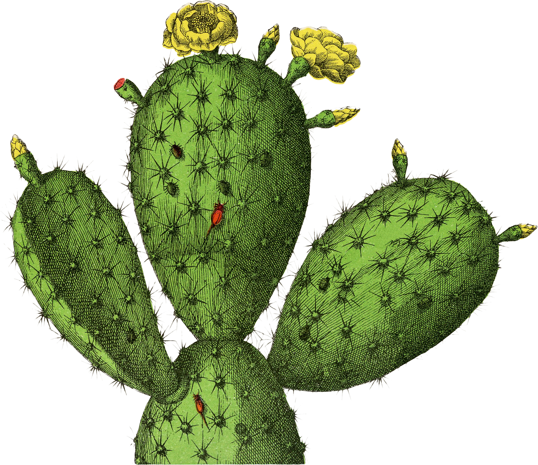 Vintage Cactus Botanical Image! - The Graphics Fairy