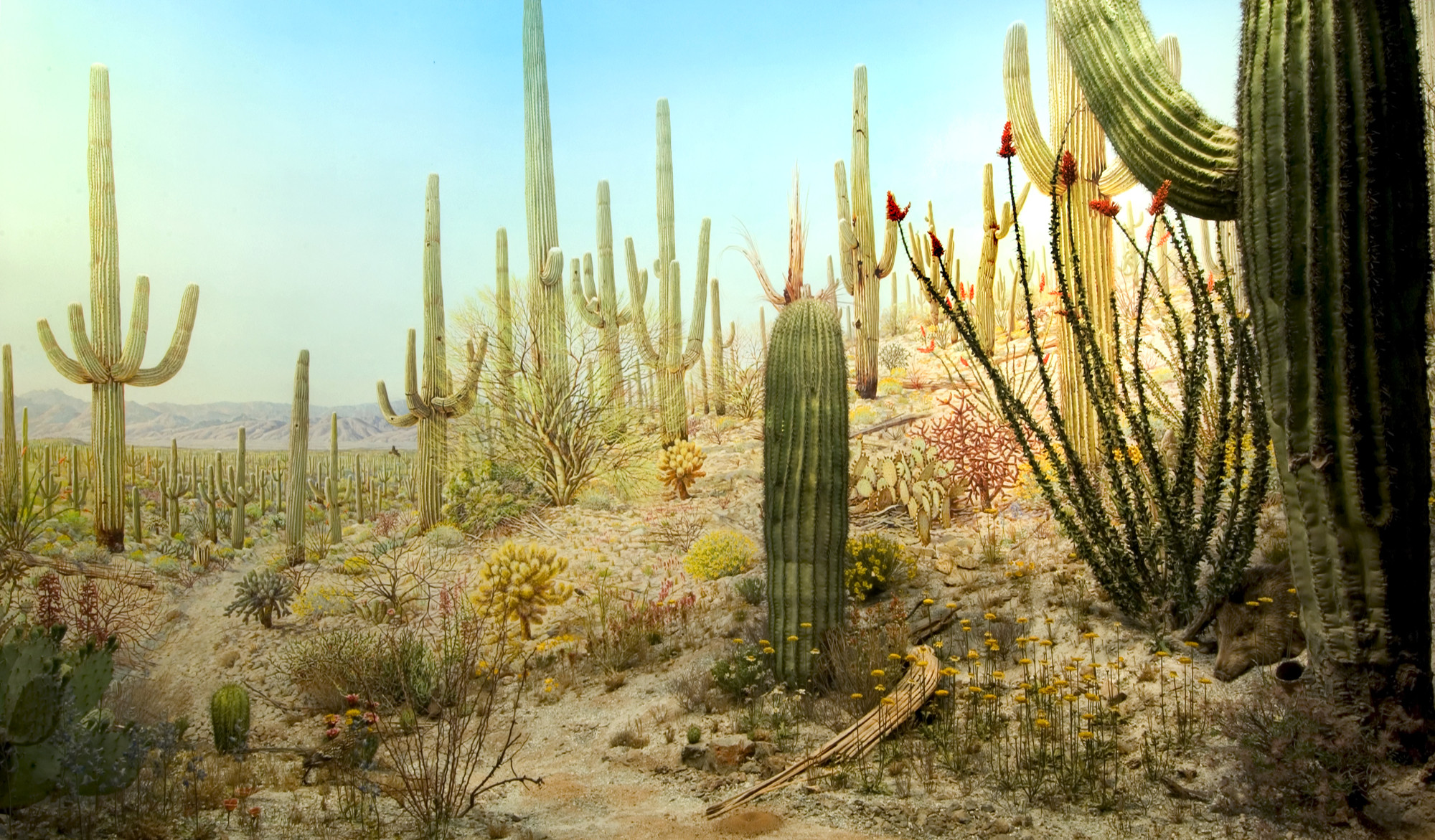 Saguaro cactus diorama in the Hall of North American Forests ...