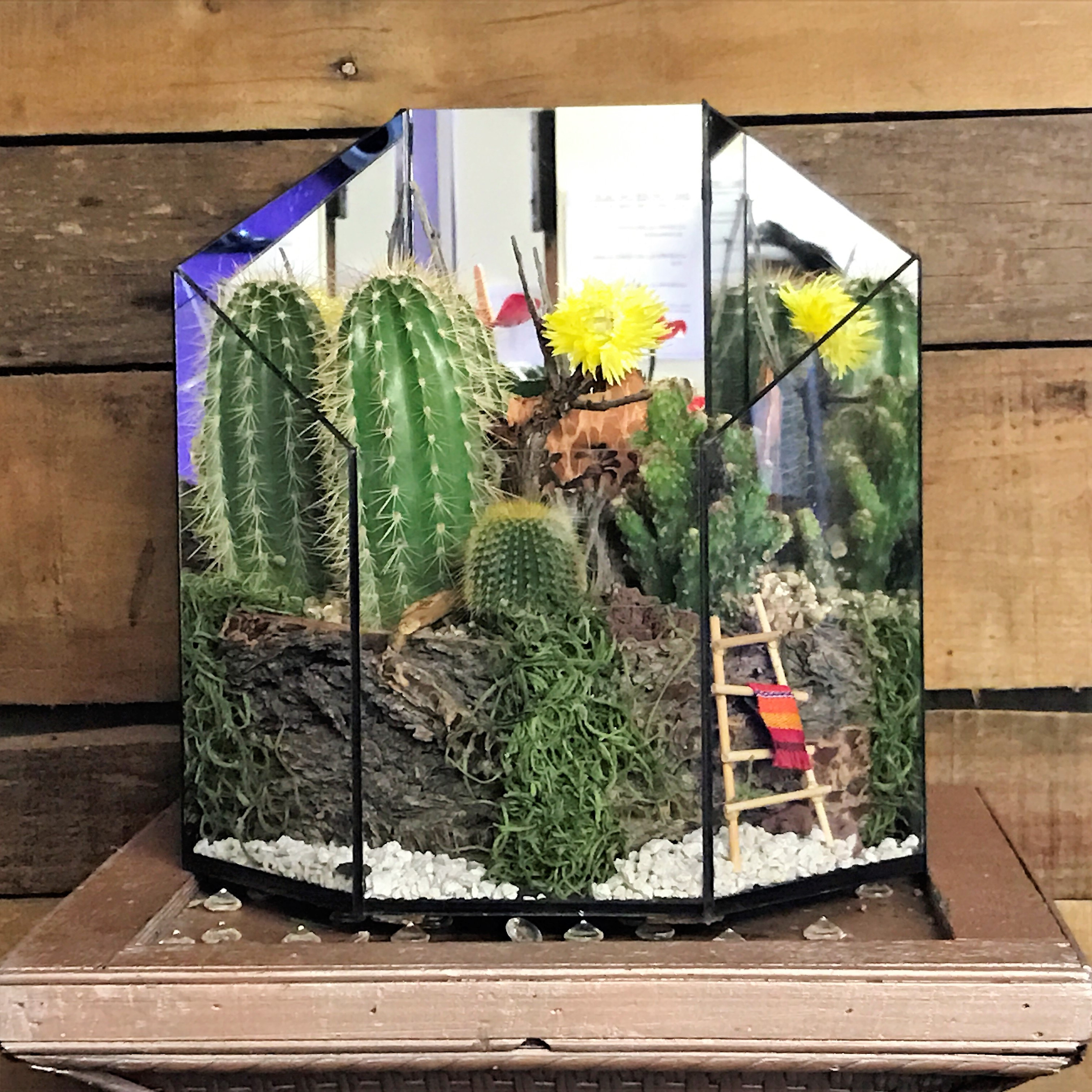 Cactus Terrarium 2 in Prescott, AZ | Allan's Flowers & More