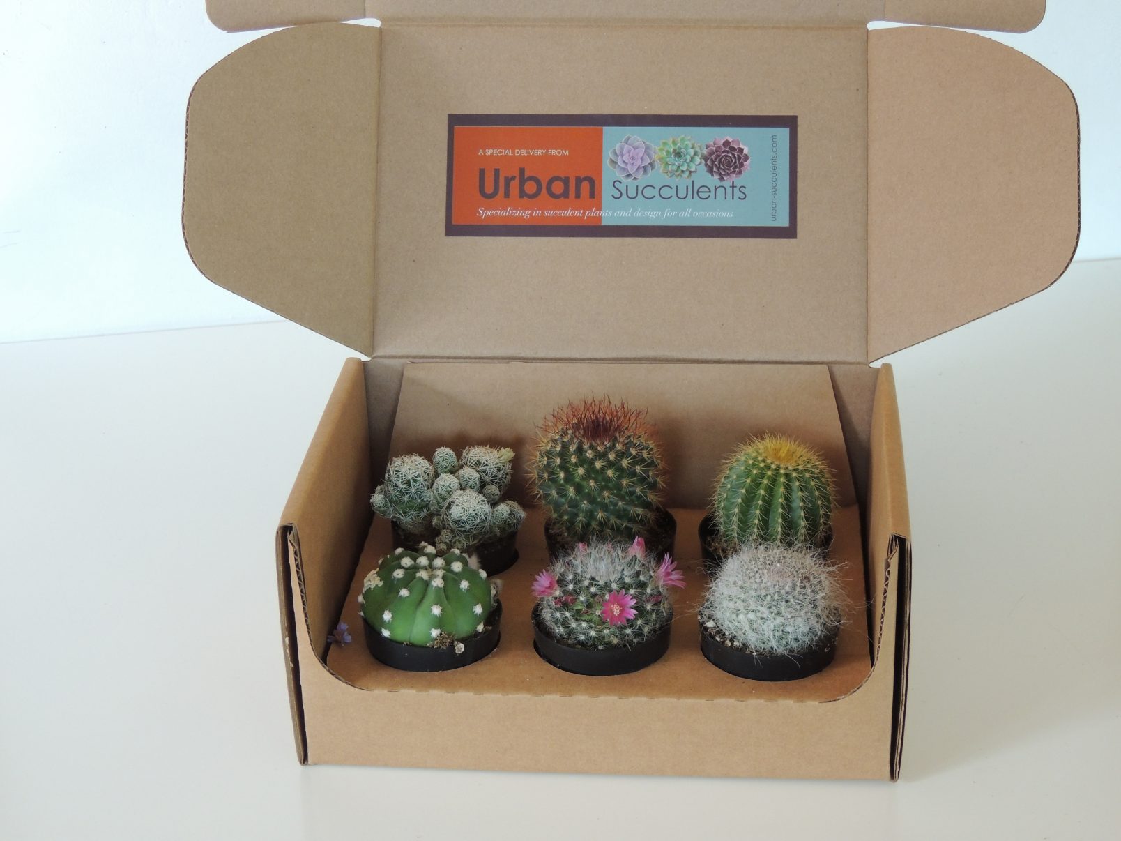 Cactus Gift Box | Urban Succulents