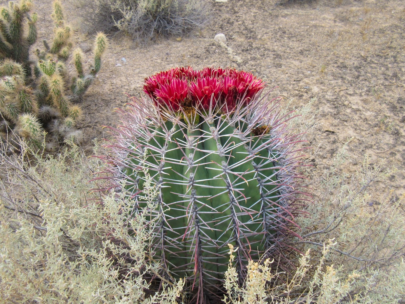 Cannundrums: Sonoran Barrel Cactus