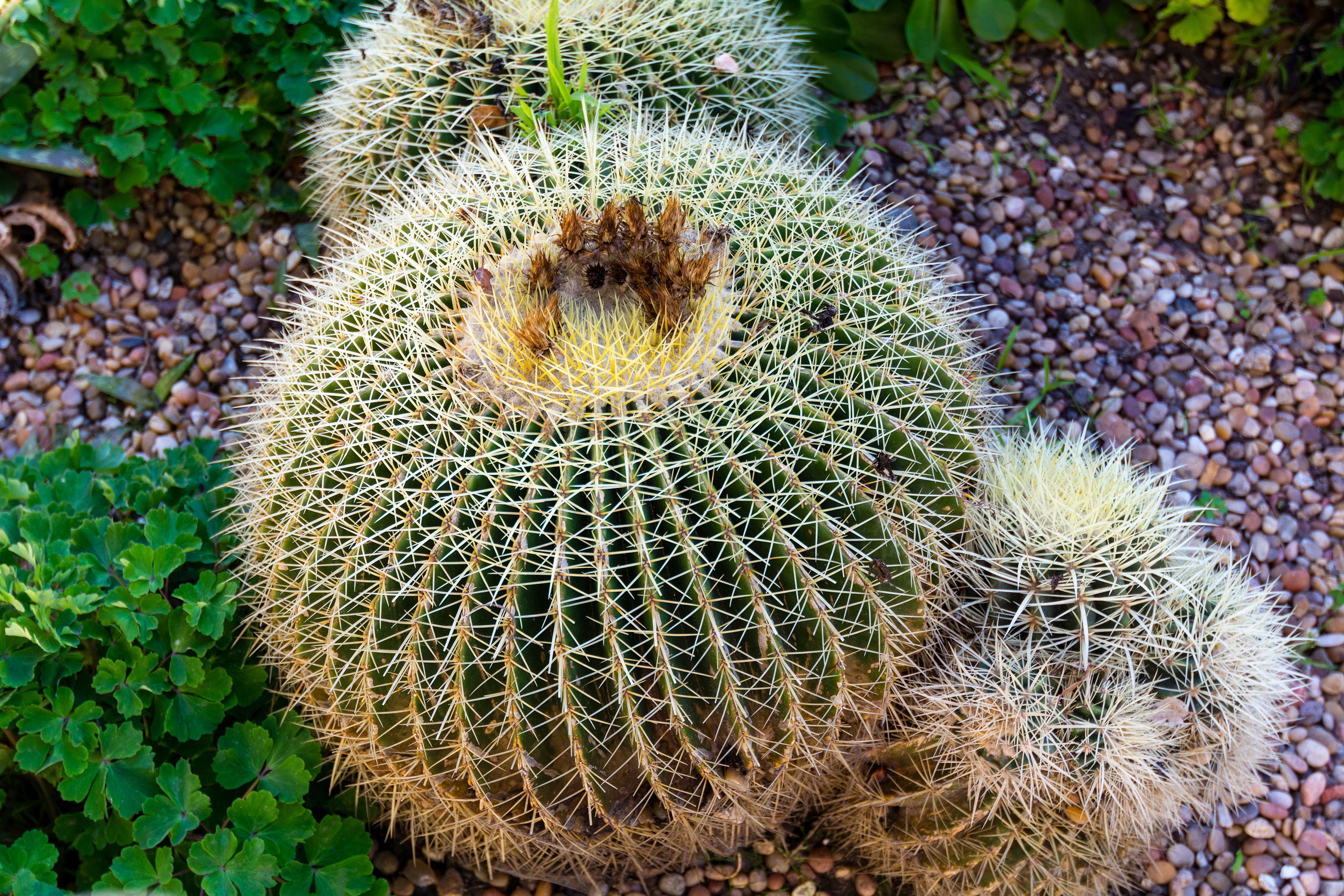 Tips and Tricks for Growing Ball Cactus