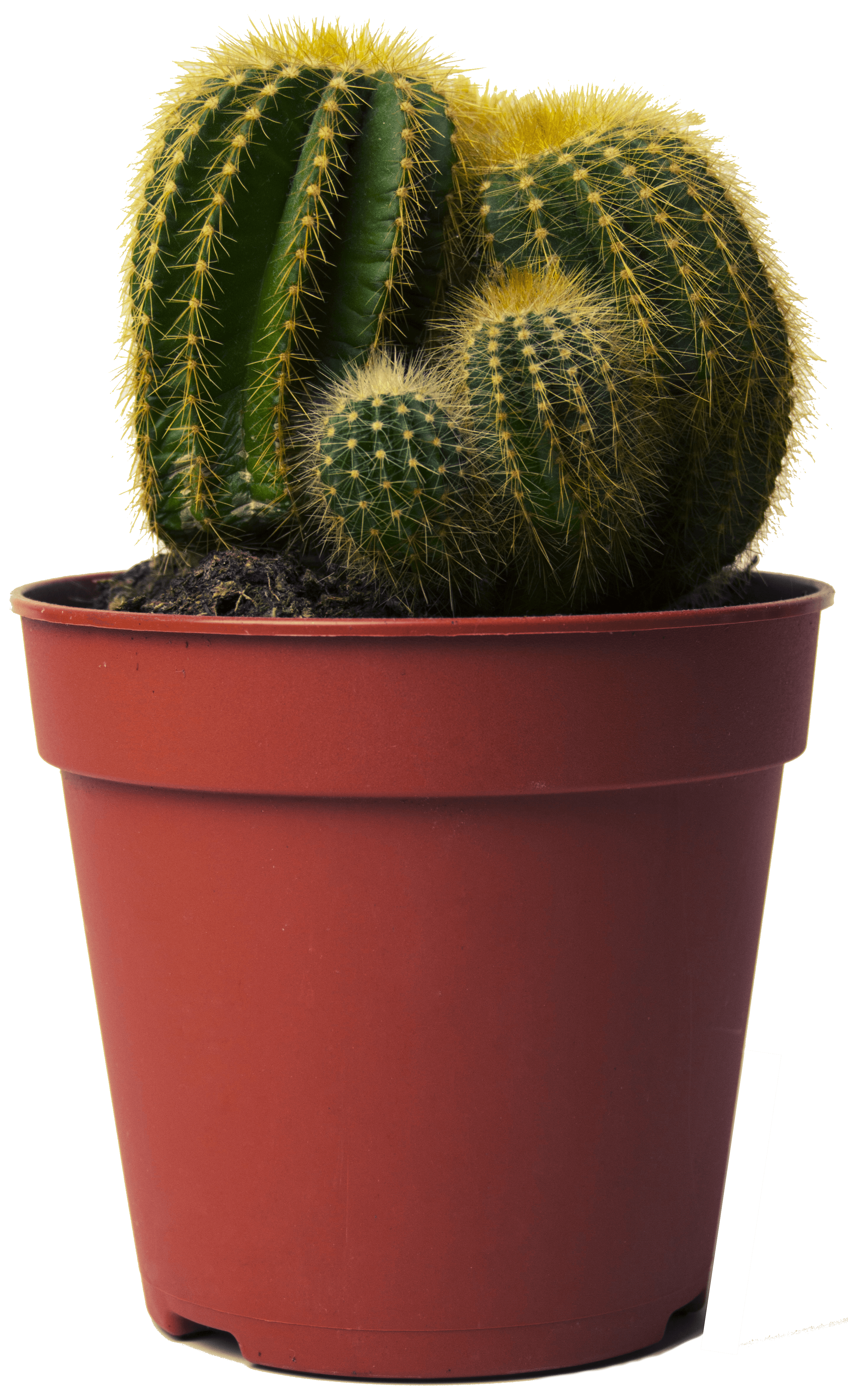 Tips & Advice] Growing Cacti | Sproutabl