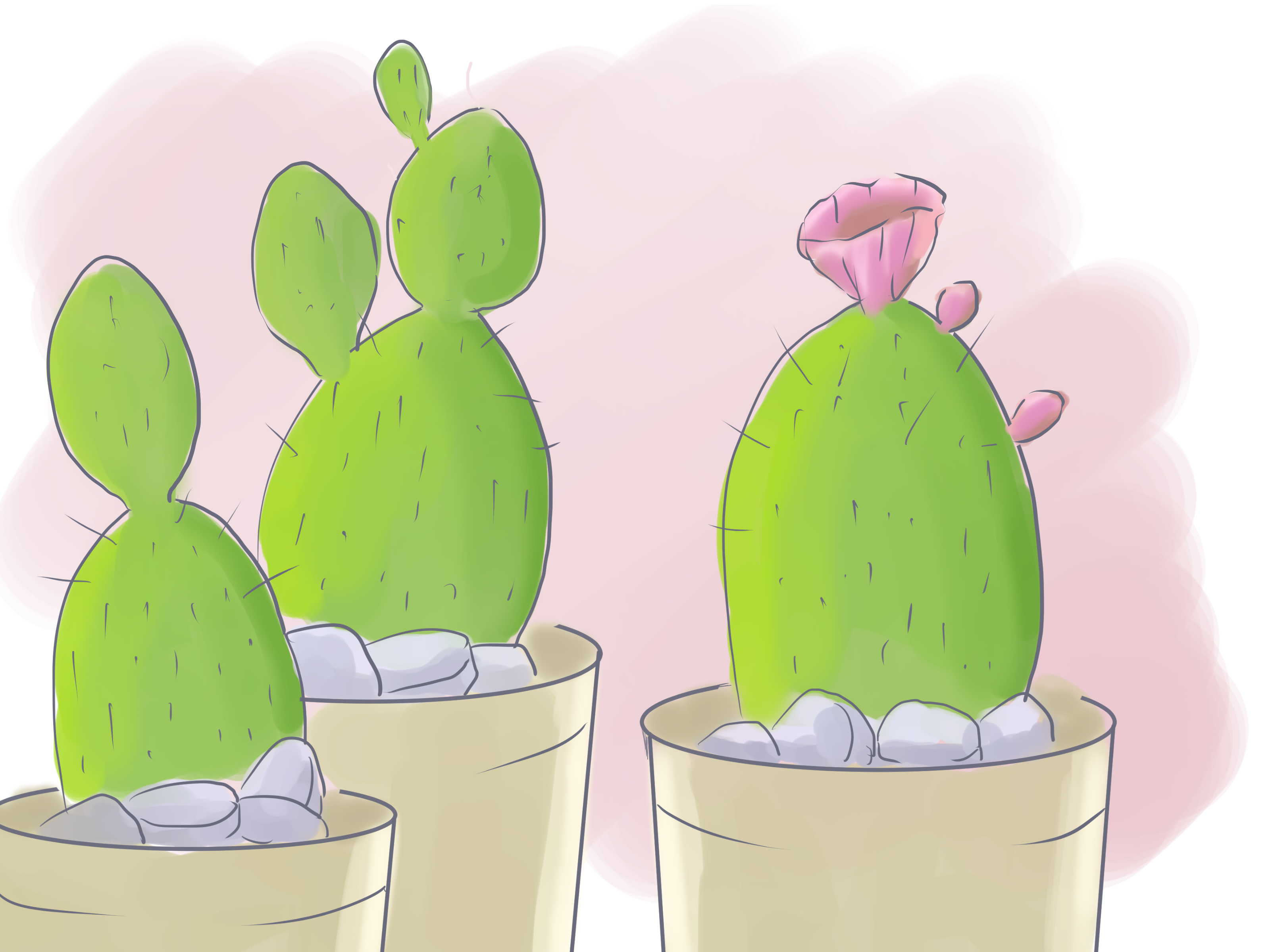 How to Grow Beavertail Cactus: 8 Steps (with Pictures) - wikiHow