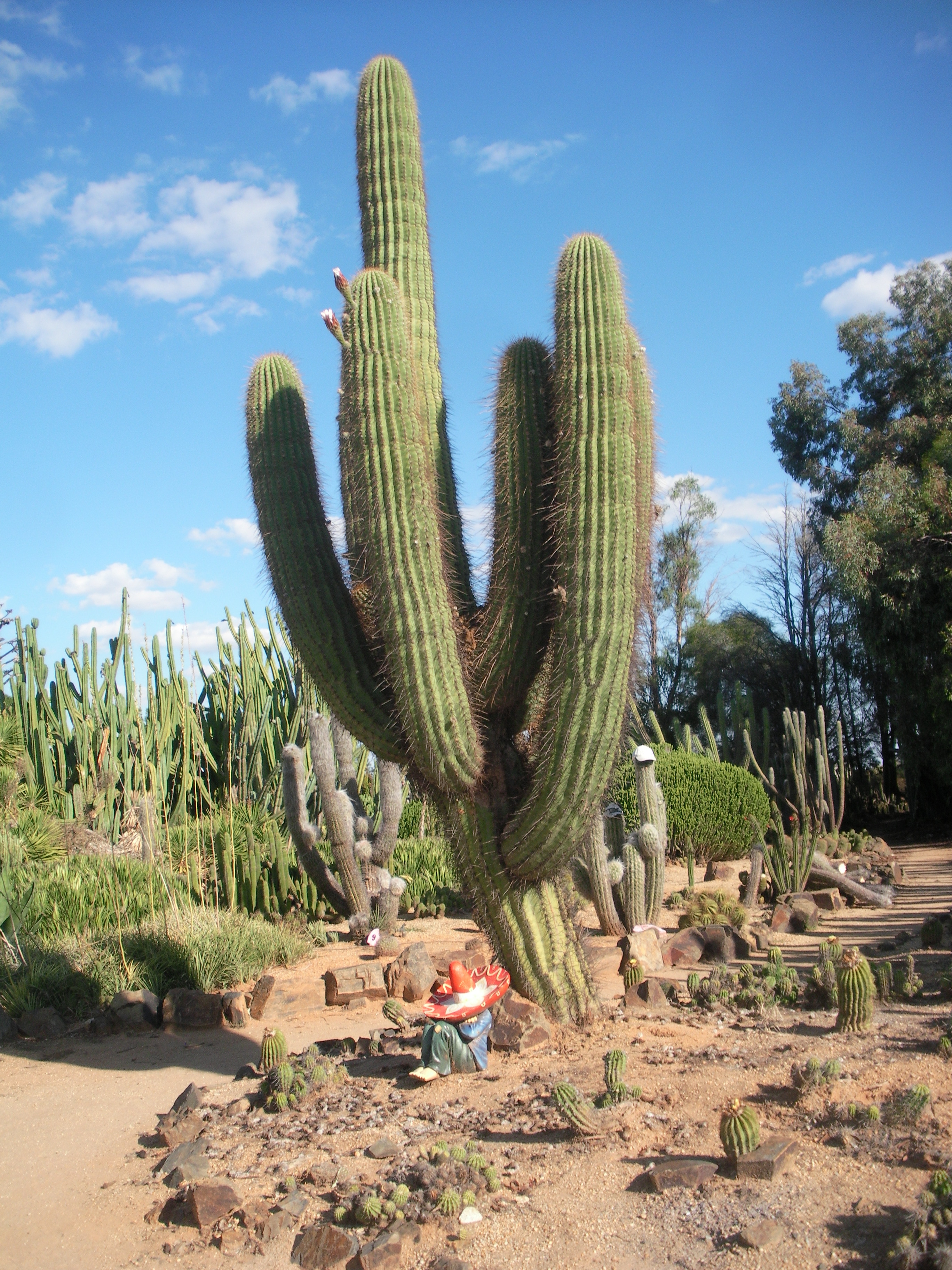 Cactus Country - Melbourne