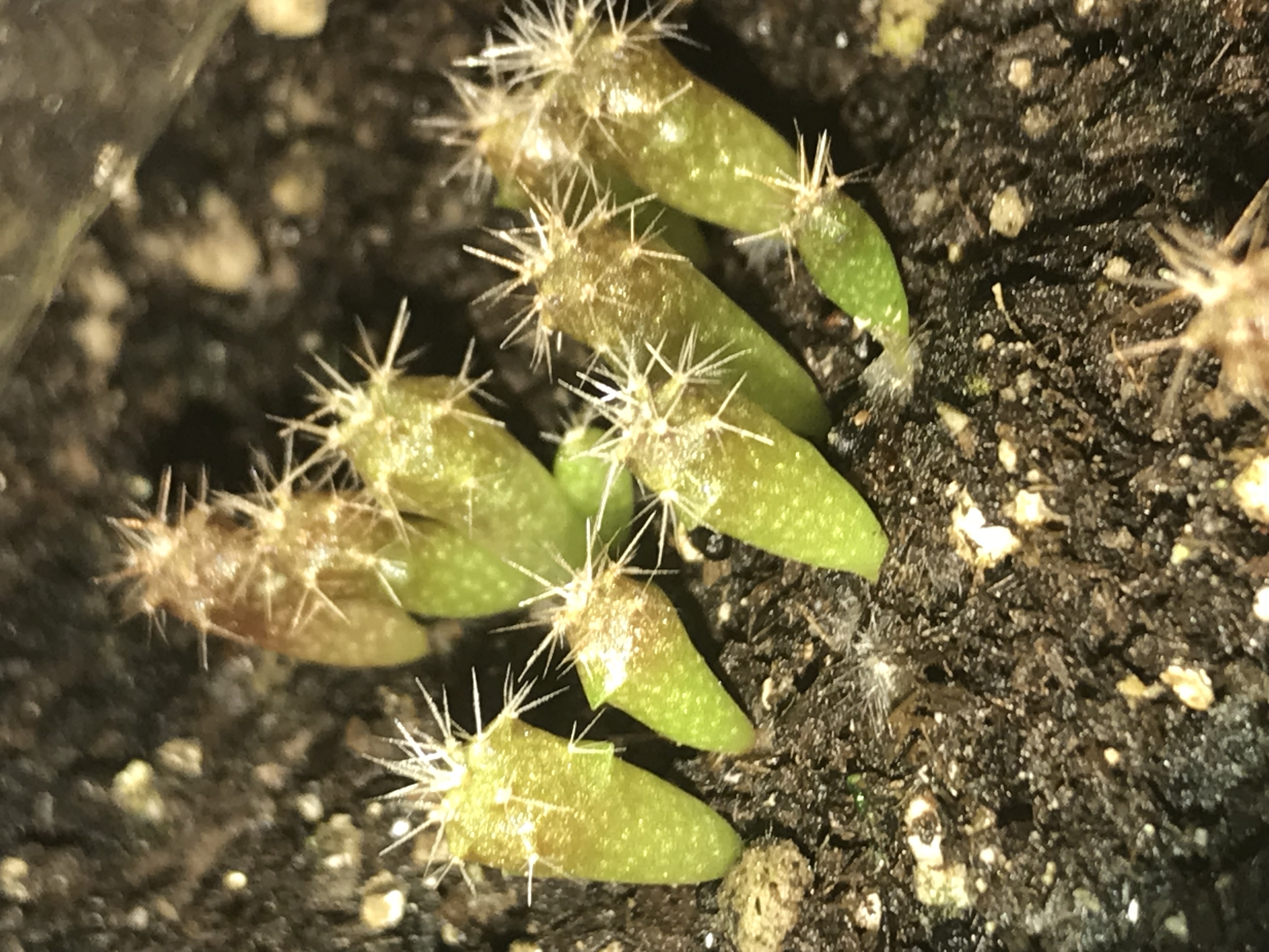 Cactus, Bolivian Torch (Trichocereus bridgesii), packet of 30 seeds ...