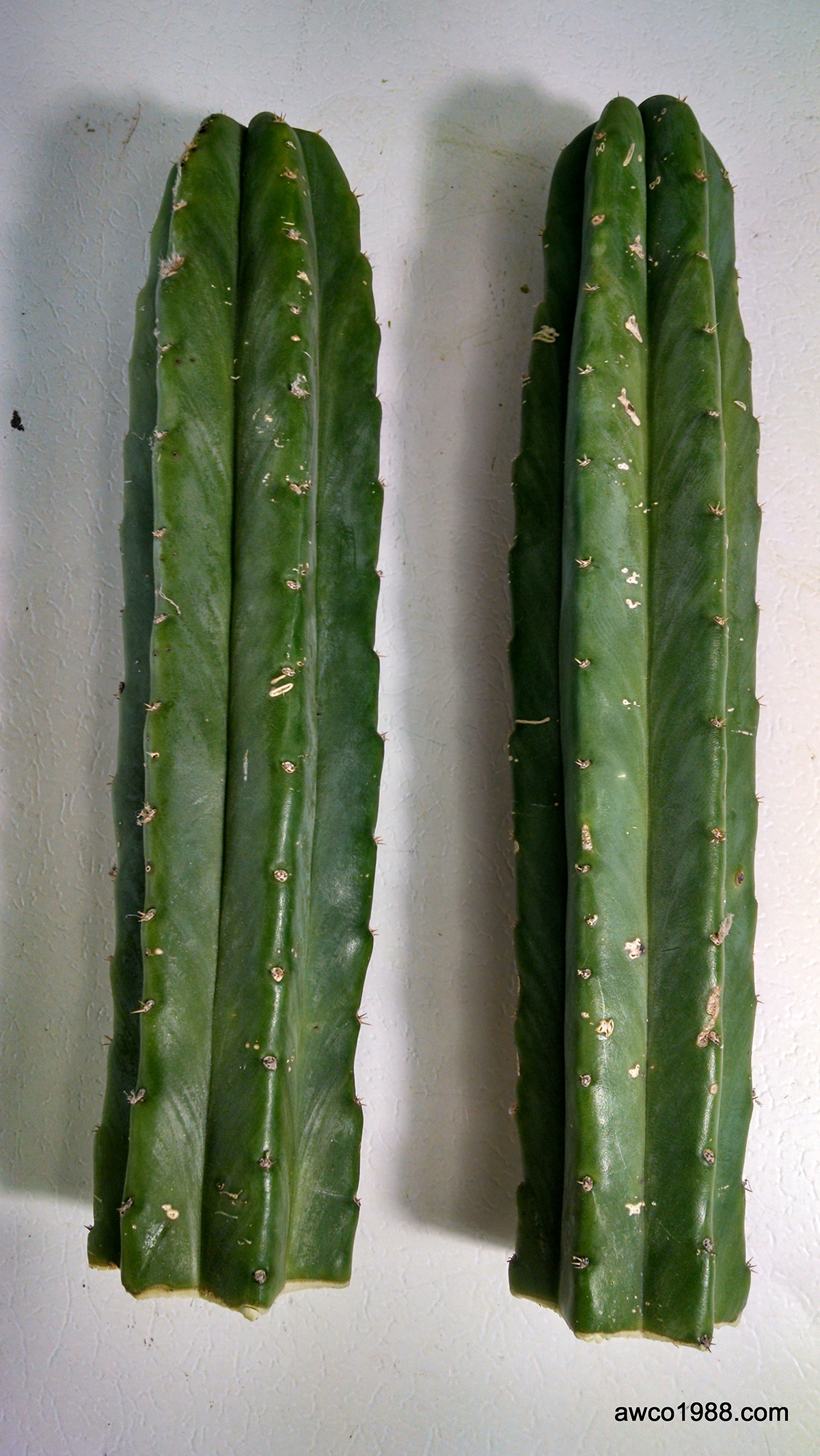 SAN PEDRO CACTUS SALES » Two Medium Diameter San Pedro Cactus Tip ...