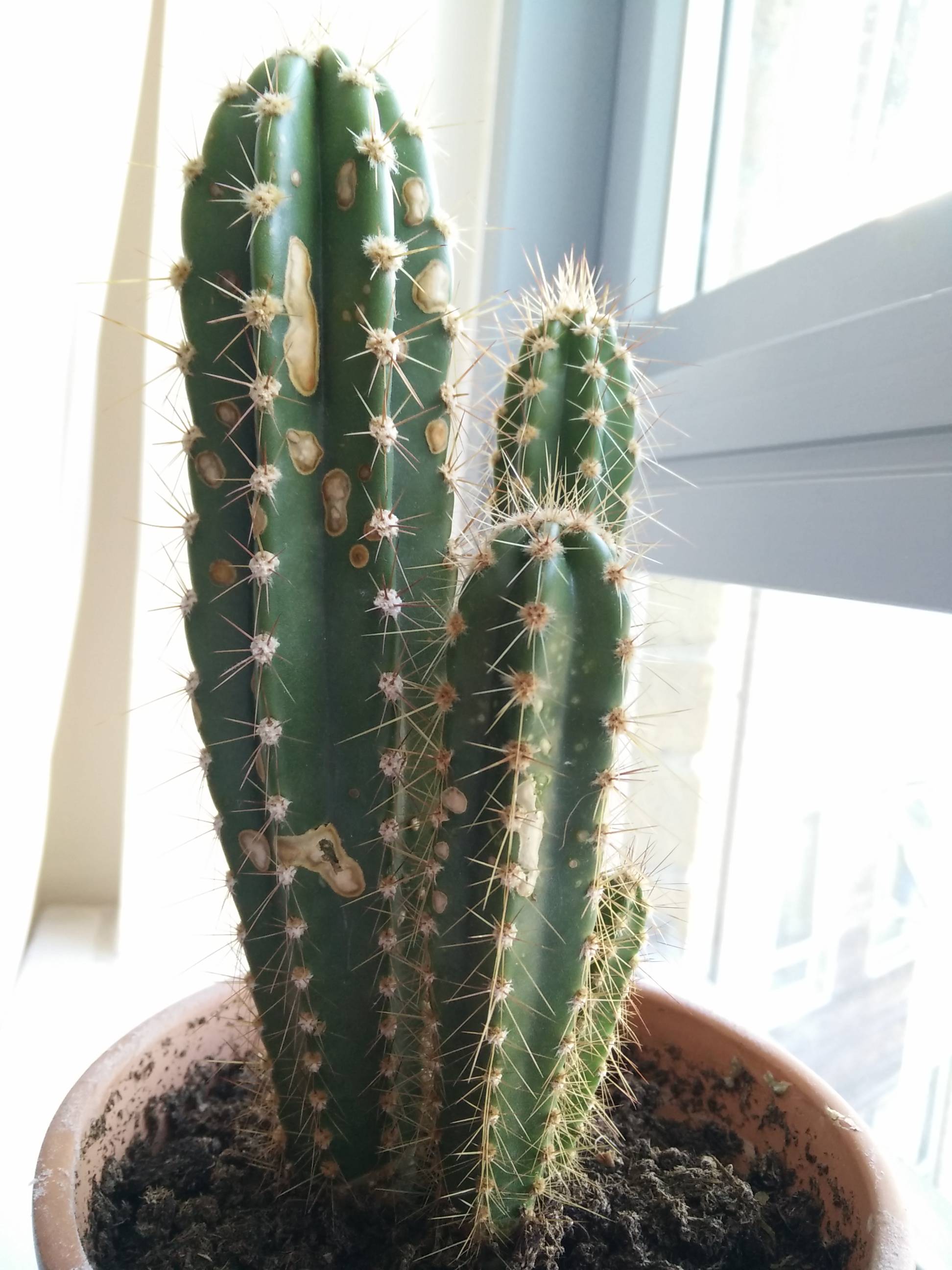 What are these brown spots on my cactus? - Gardening & Landscaping ...