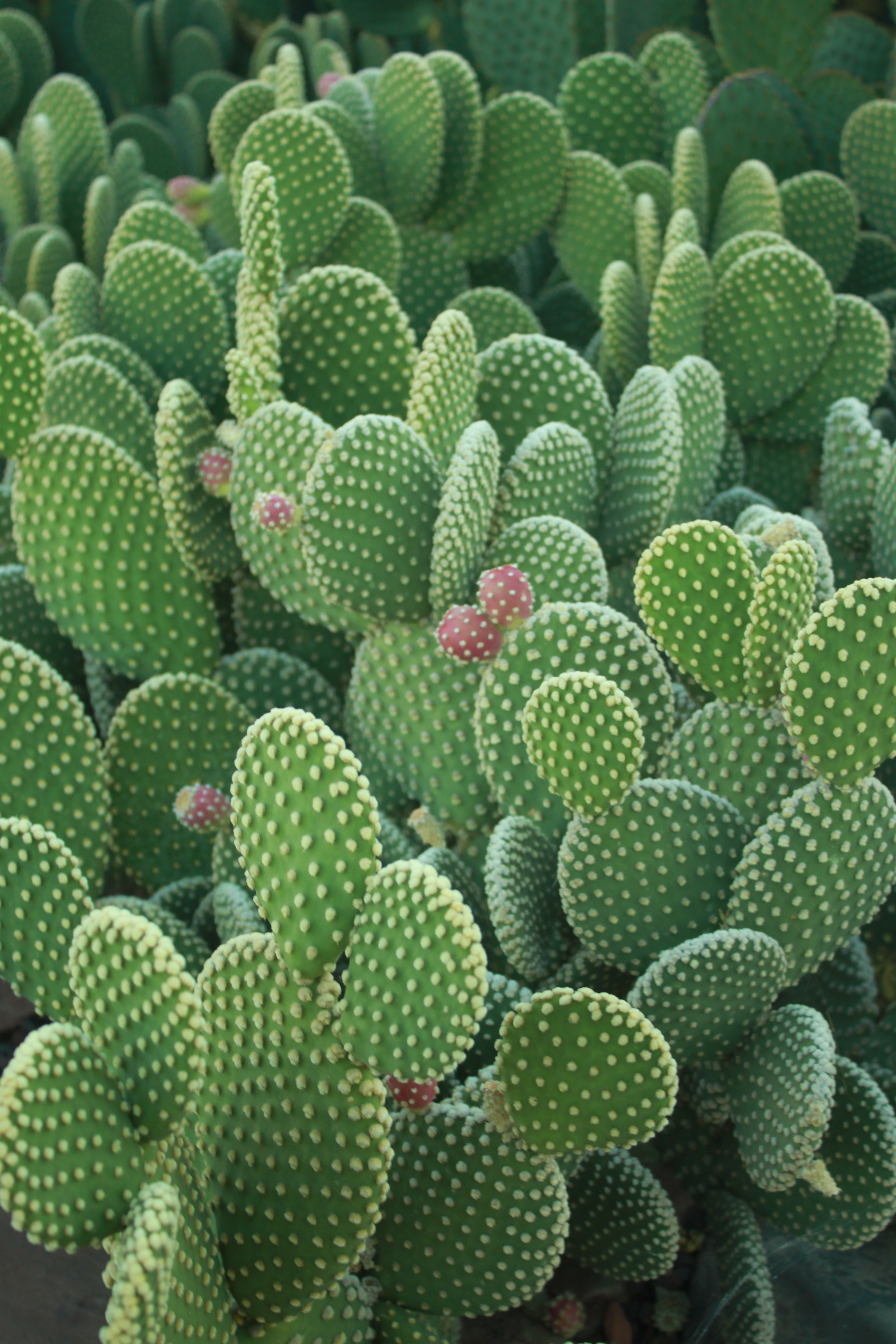 Cacti at the Arizona Botanical Garden | Gardening | Pinterest ...