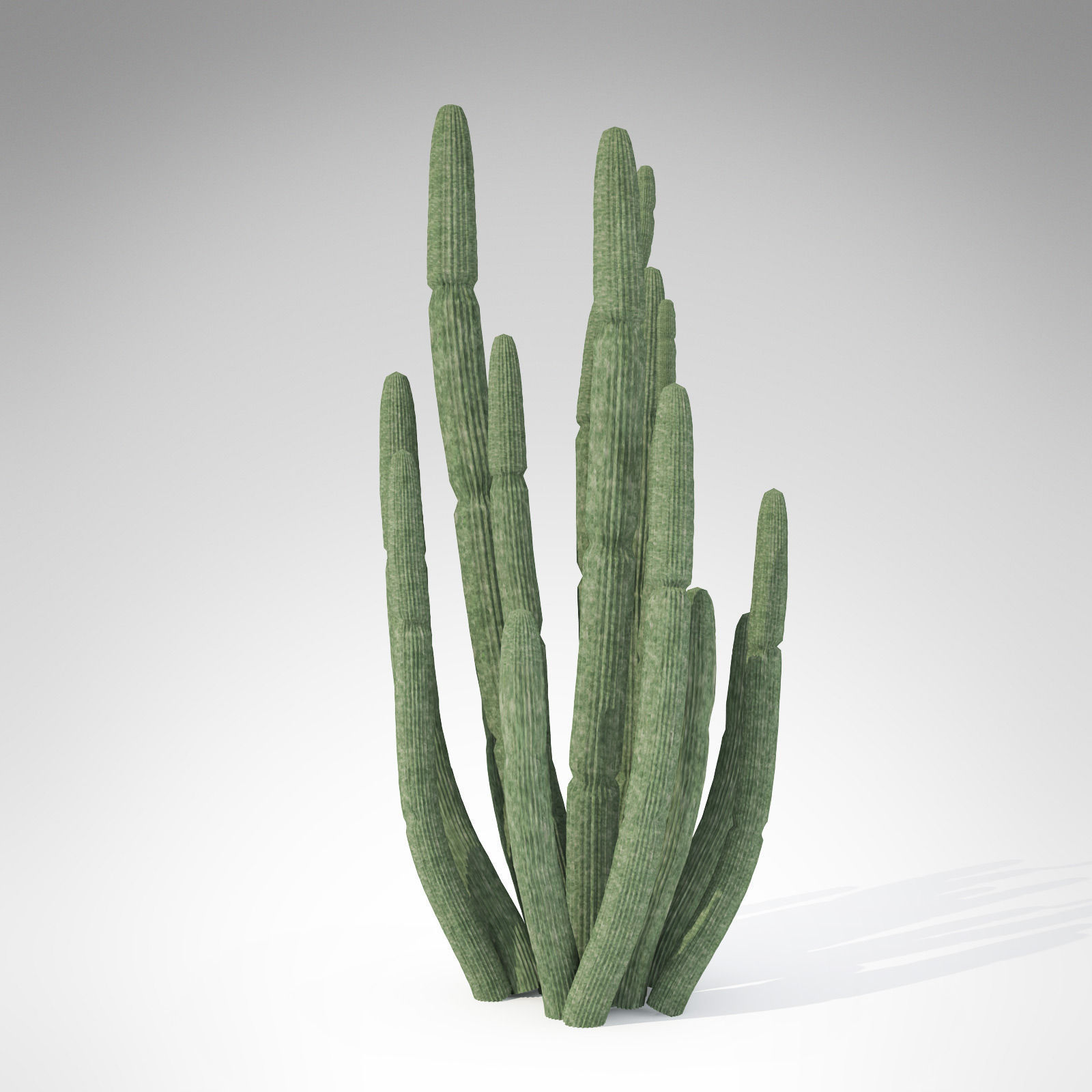 Organ Pipe Cactus 3D model | CGTrader