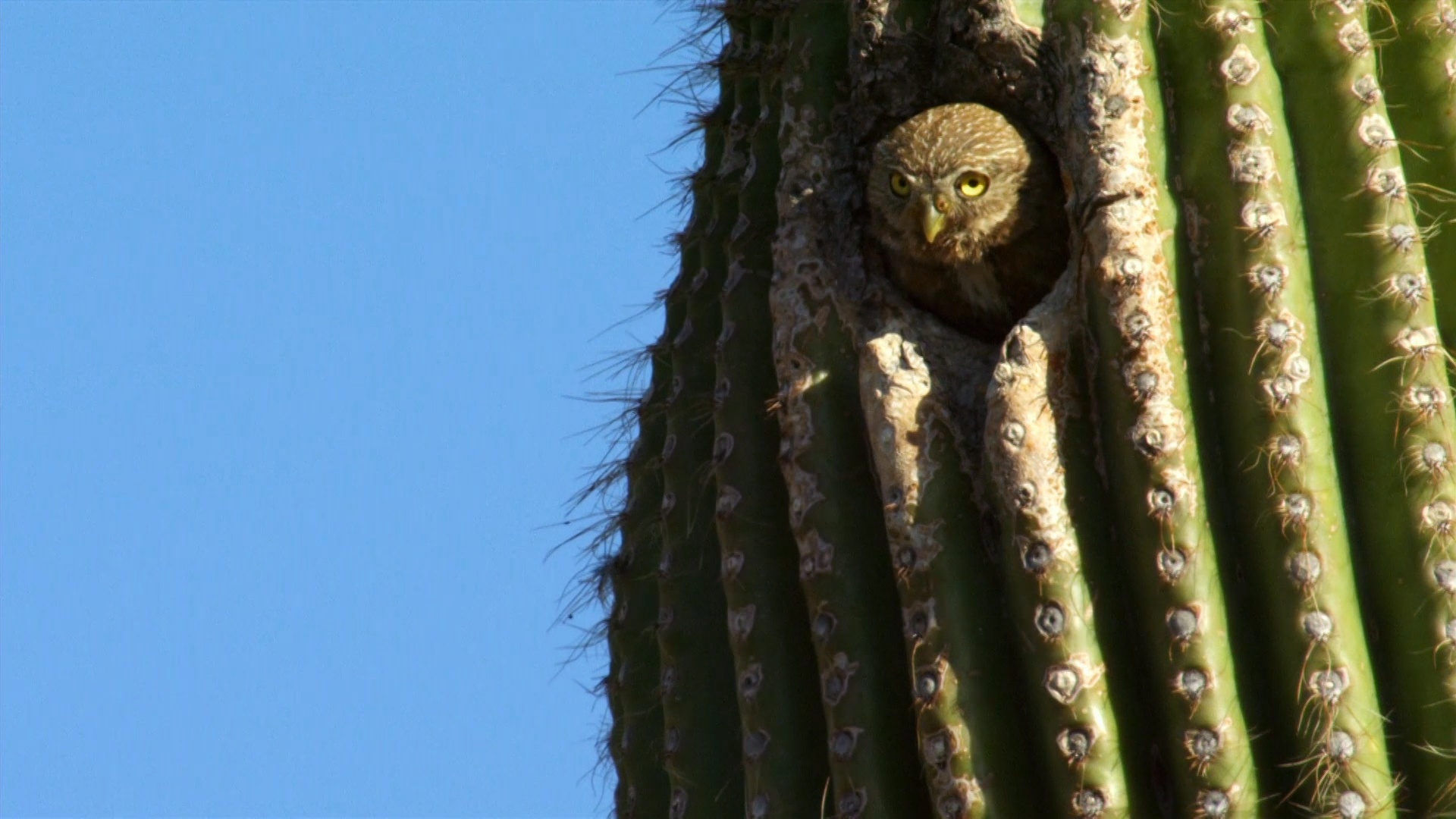 Secret Life Of A Cactus - The Wild West Video - National Geographic ...