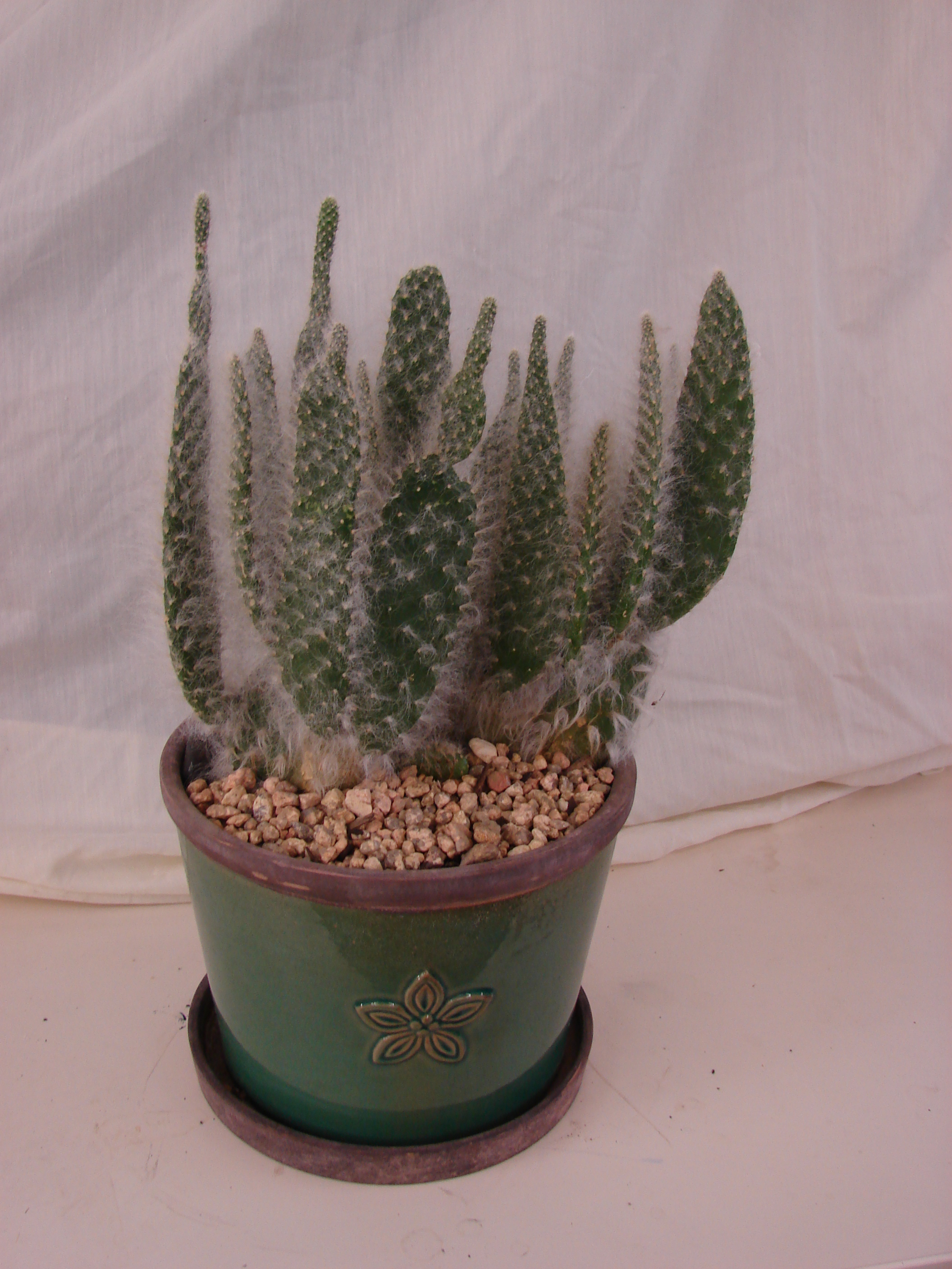 Cactus (Fuzzy) in Ceramic Pottery - Williams Fresh Floral