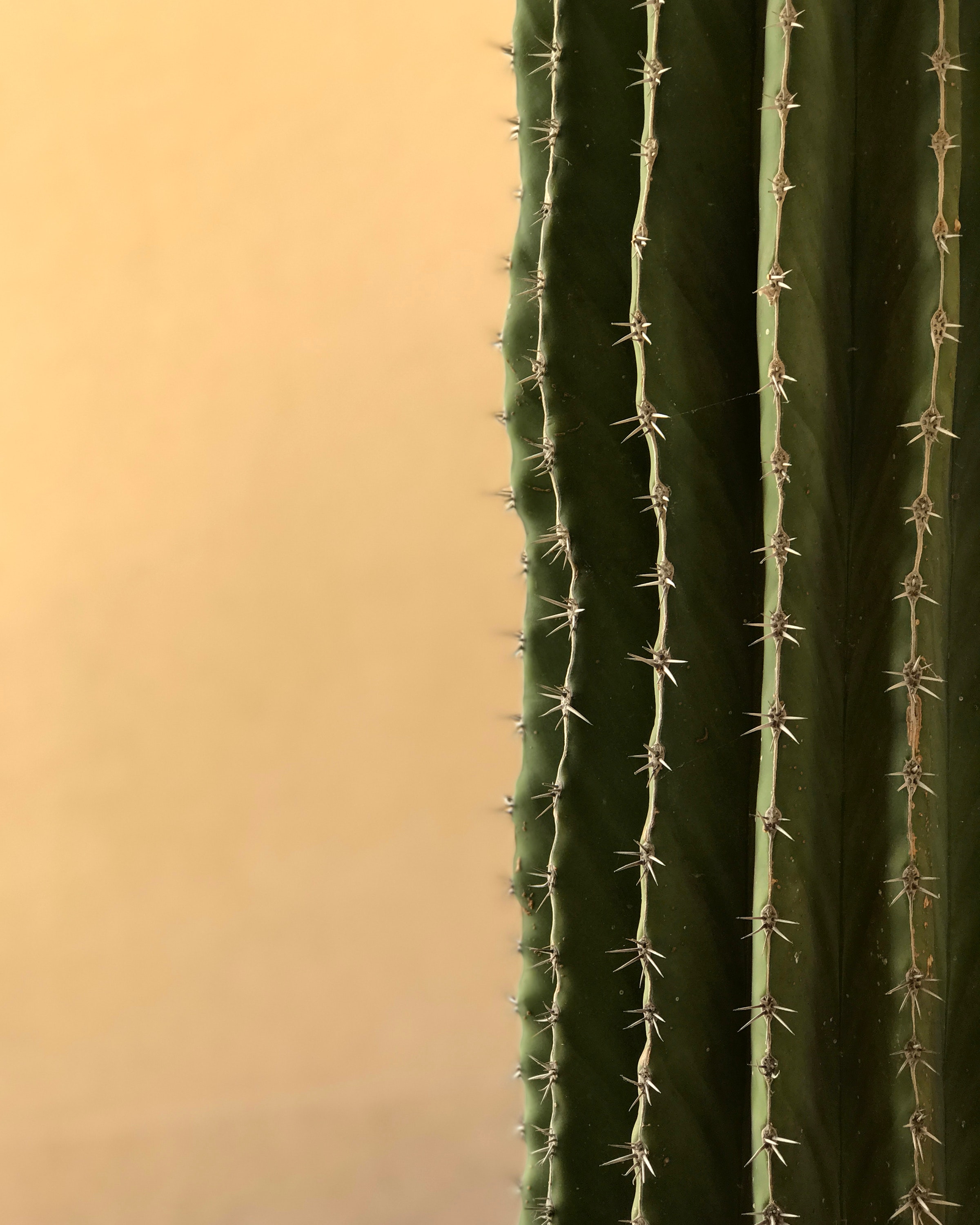 100+ Engaging Cactus Photos · Pexels · Free Stock Photos